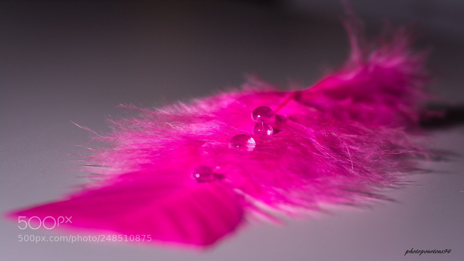 Nikon D7100 sample photo. Plume rose photography