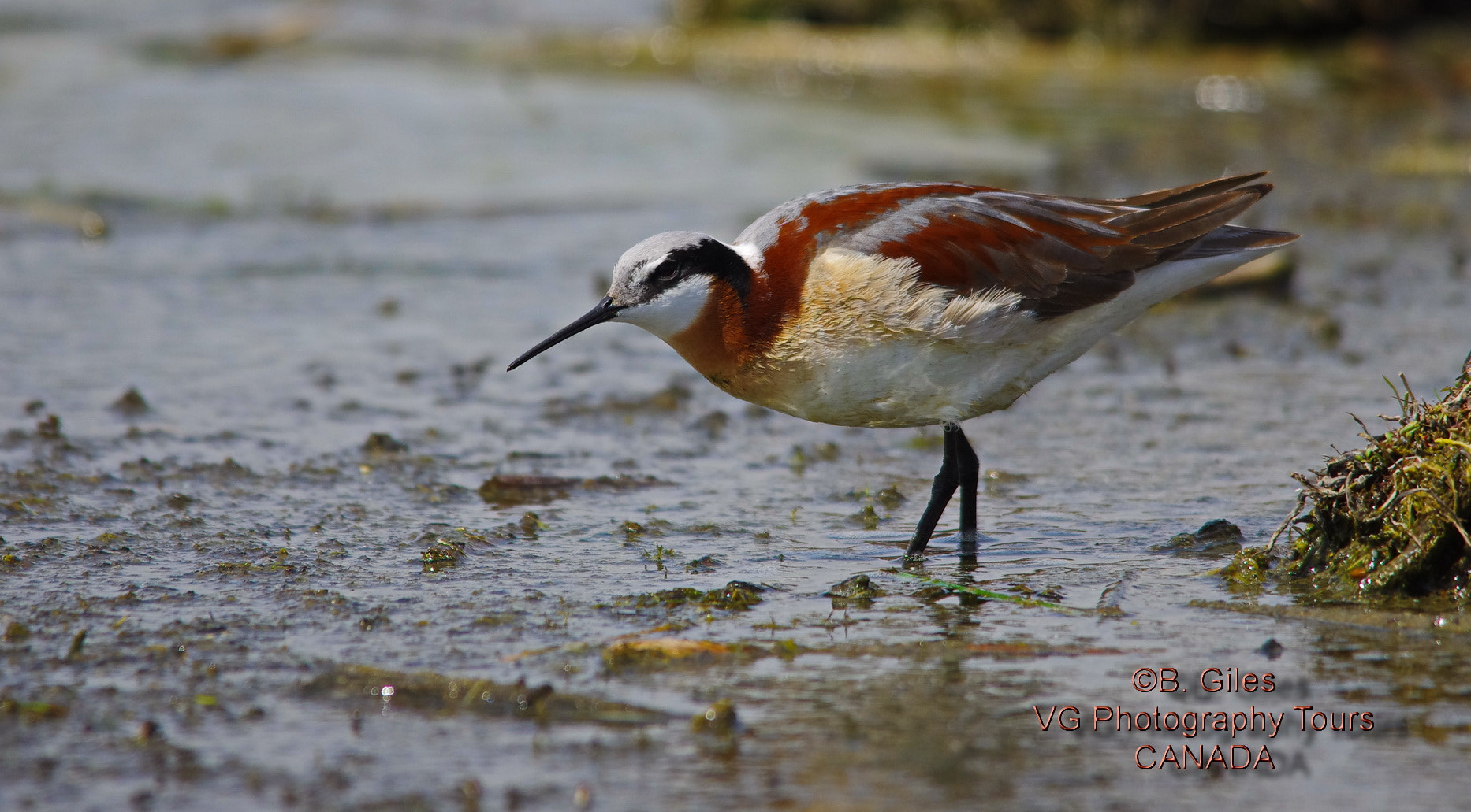 Pentax K-5 IIs + Sigma 150-500mm F5-6.3 DG OS HSM sample photo. Wilson's phalarope photography