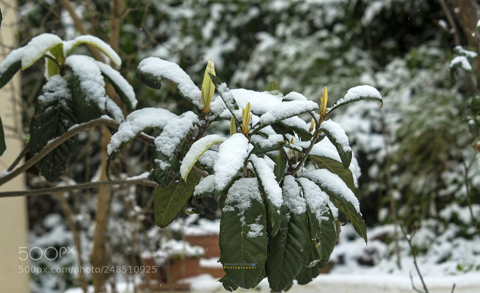 Pentax K-3 II sample photo. Snowy... photography