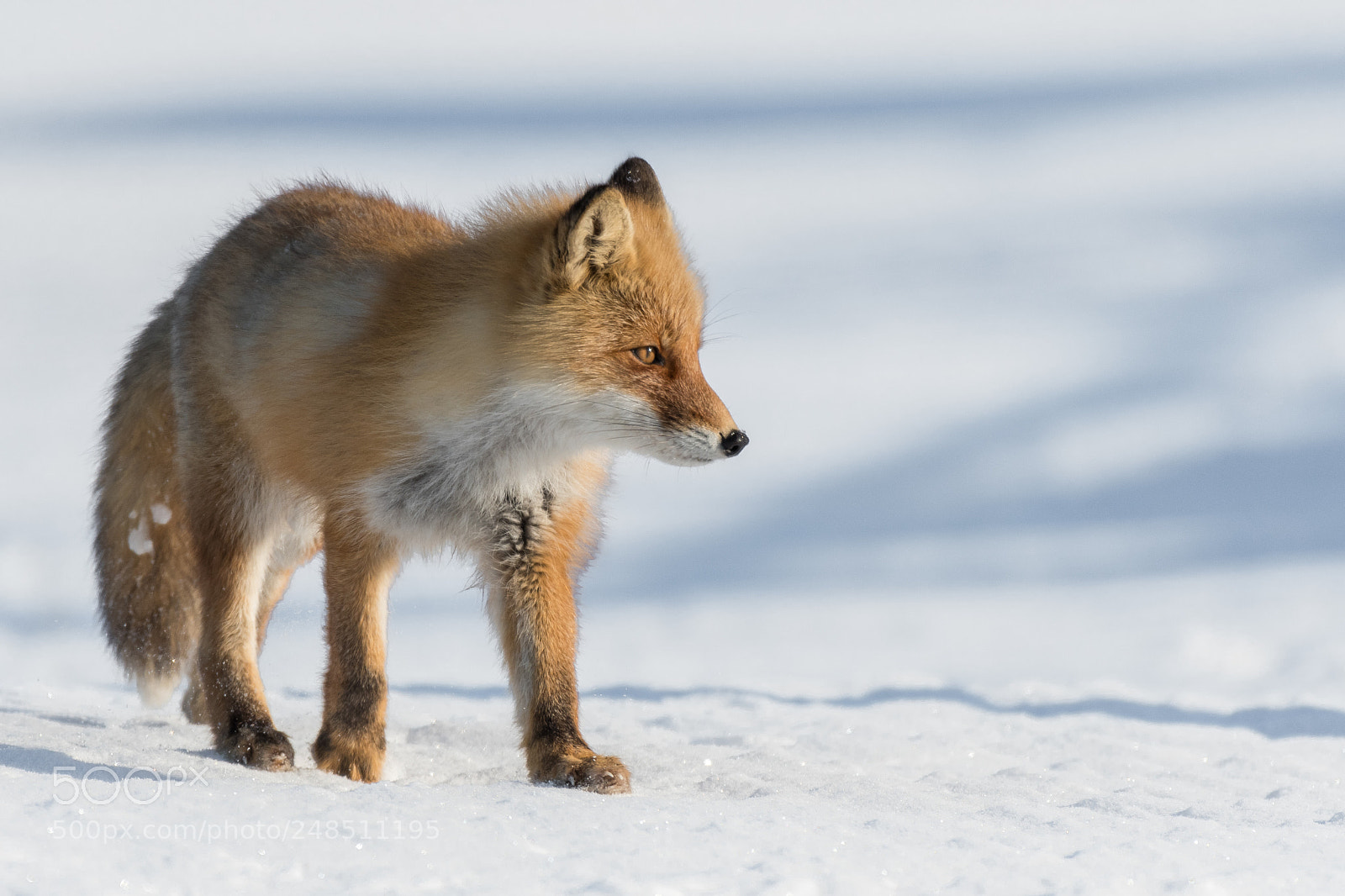 Nikon D500 sample photo. Fox in the snow photography