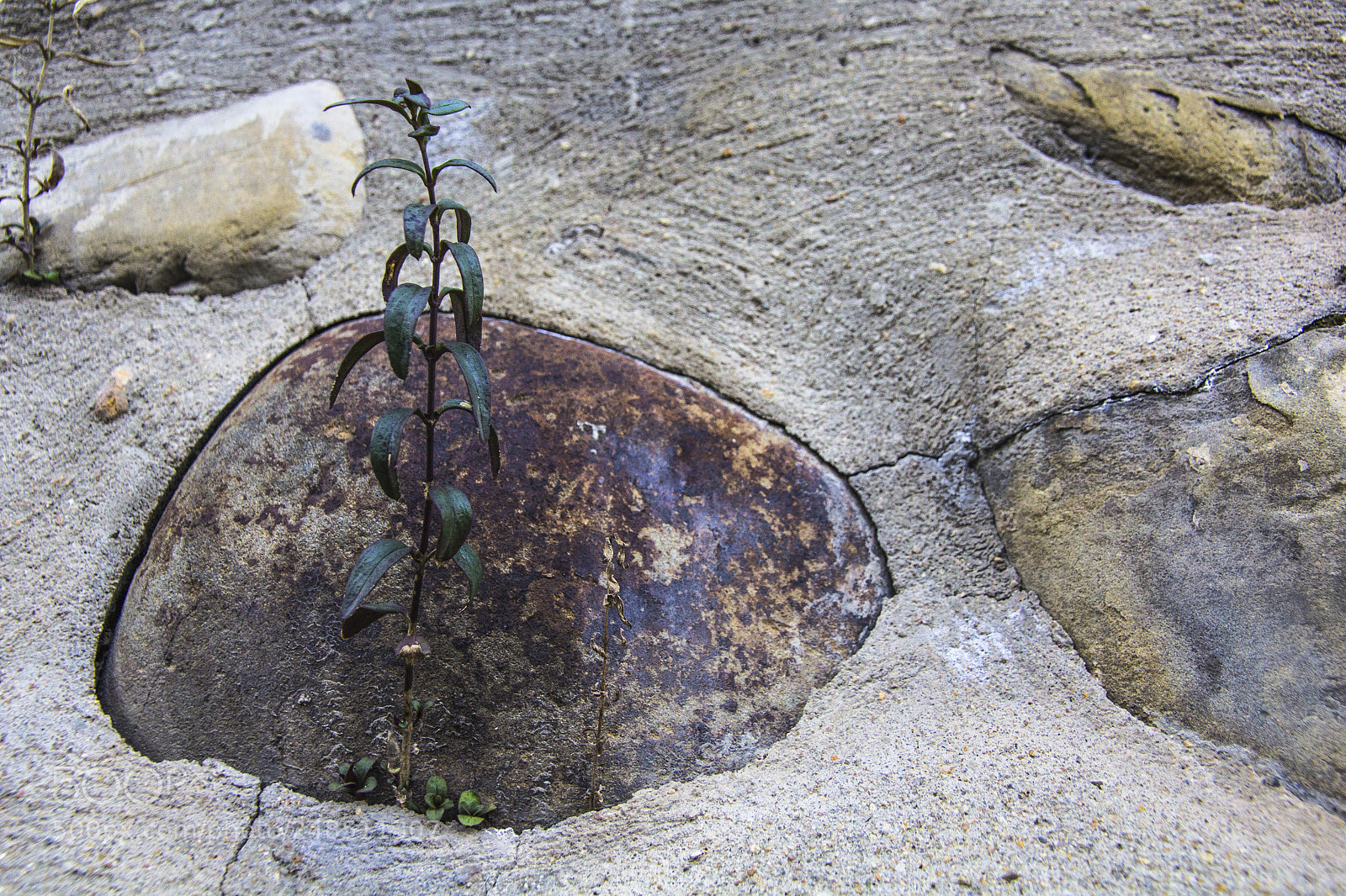 Canon EOS 60D sample photo. Signagi wall with plants photography