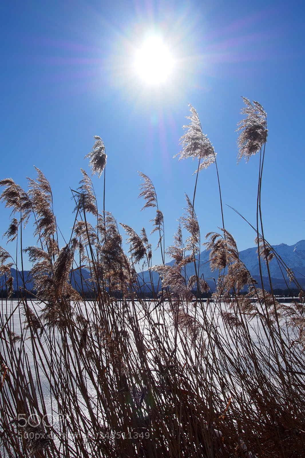 Olympus PEN E-PL5 sample photo. Winter sun photography