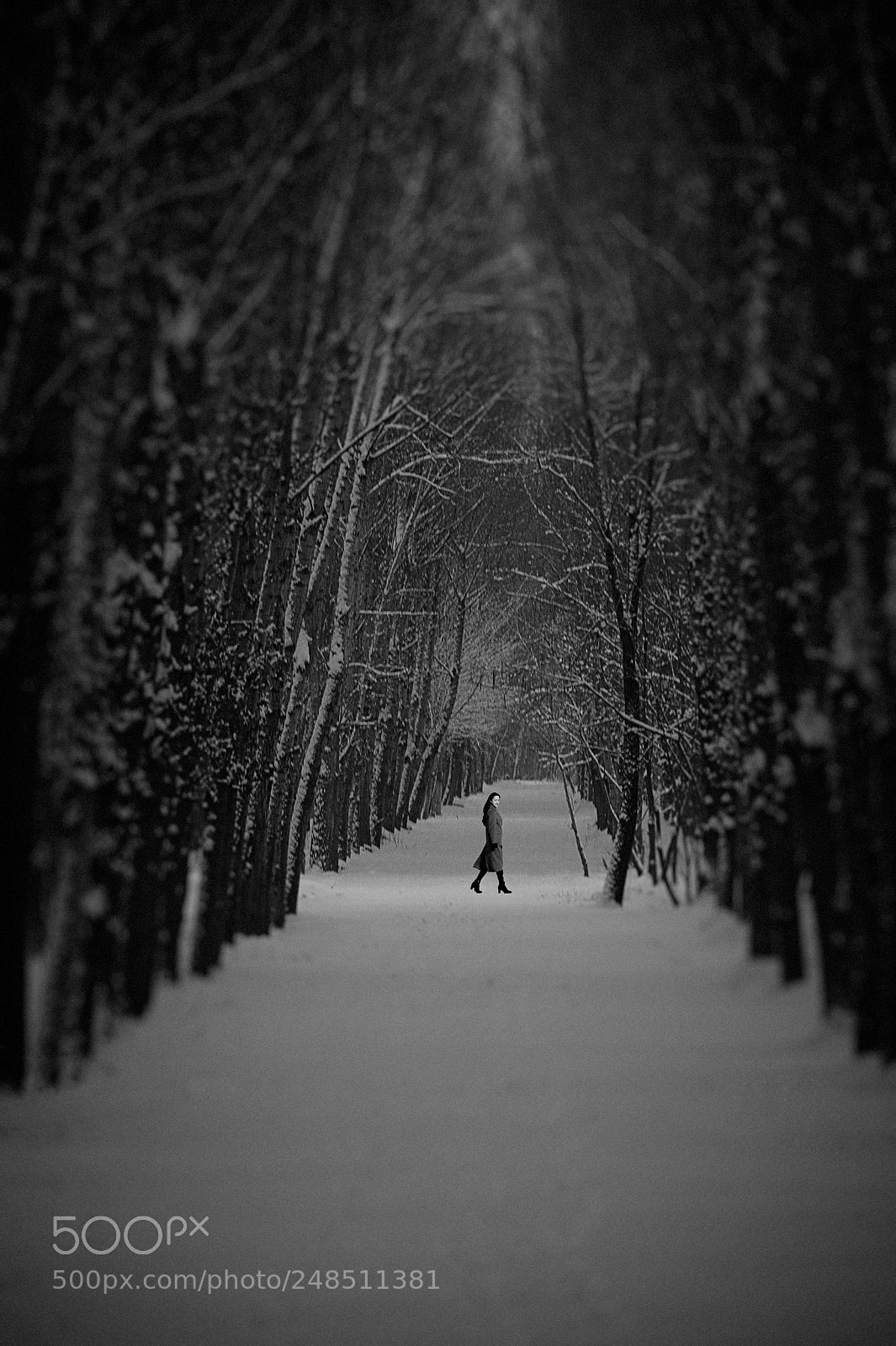 Nikon D700 sample photo. 雪 photography