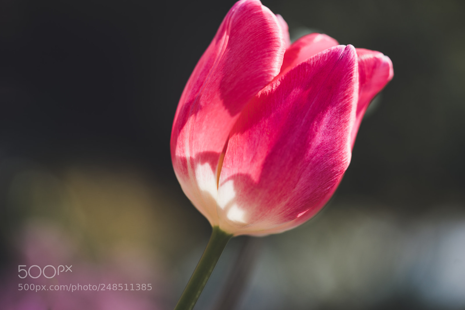 Sony a7 II sample photo. Tulip photography