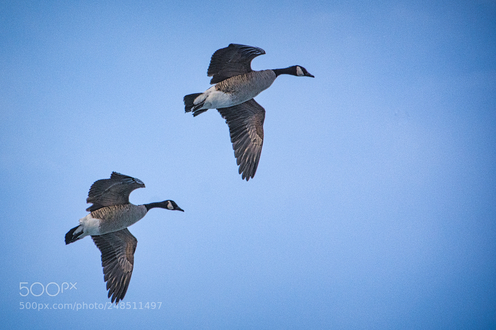 Nikon D7200 sample photo. Geese in flight photography