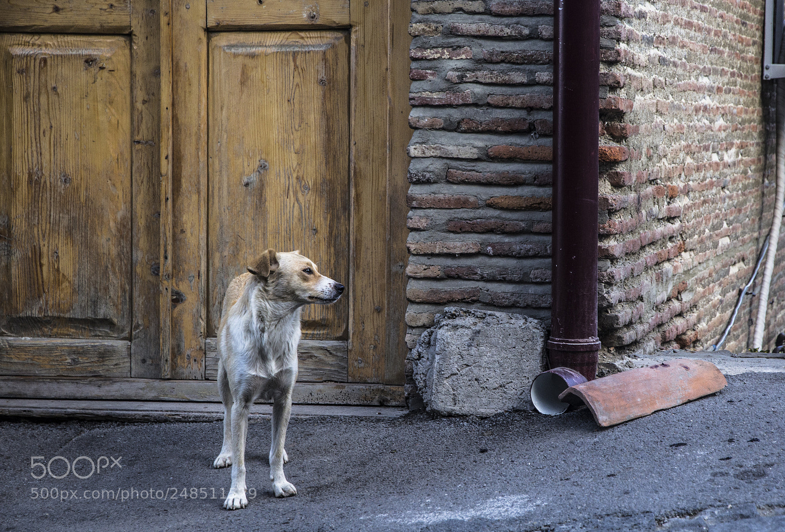 Canon EOS 60D sample photo. A dog waiting photography