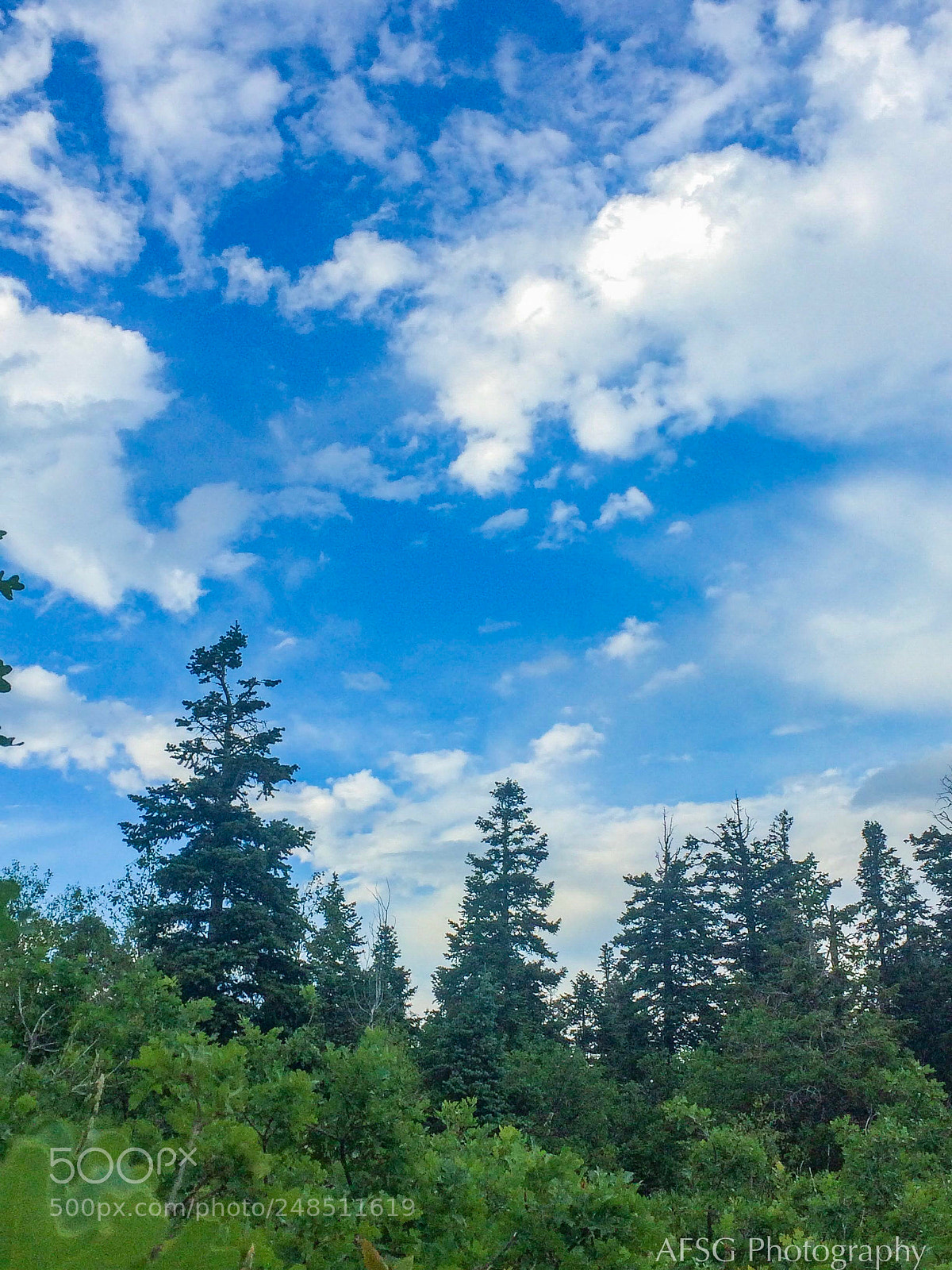 Apple iPhone 5s sample photo. Trees to the clouds photography