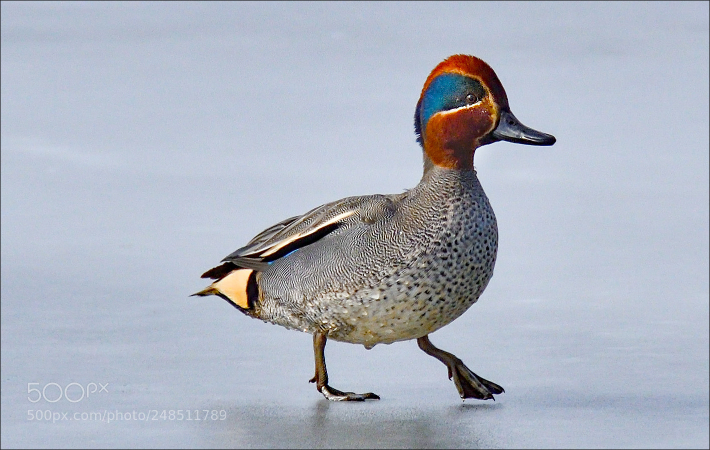 Nikon D500 sample photo. Walk on ice photography