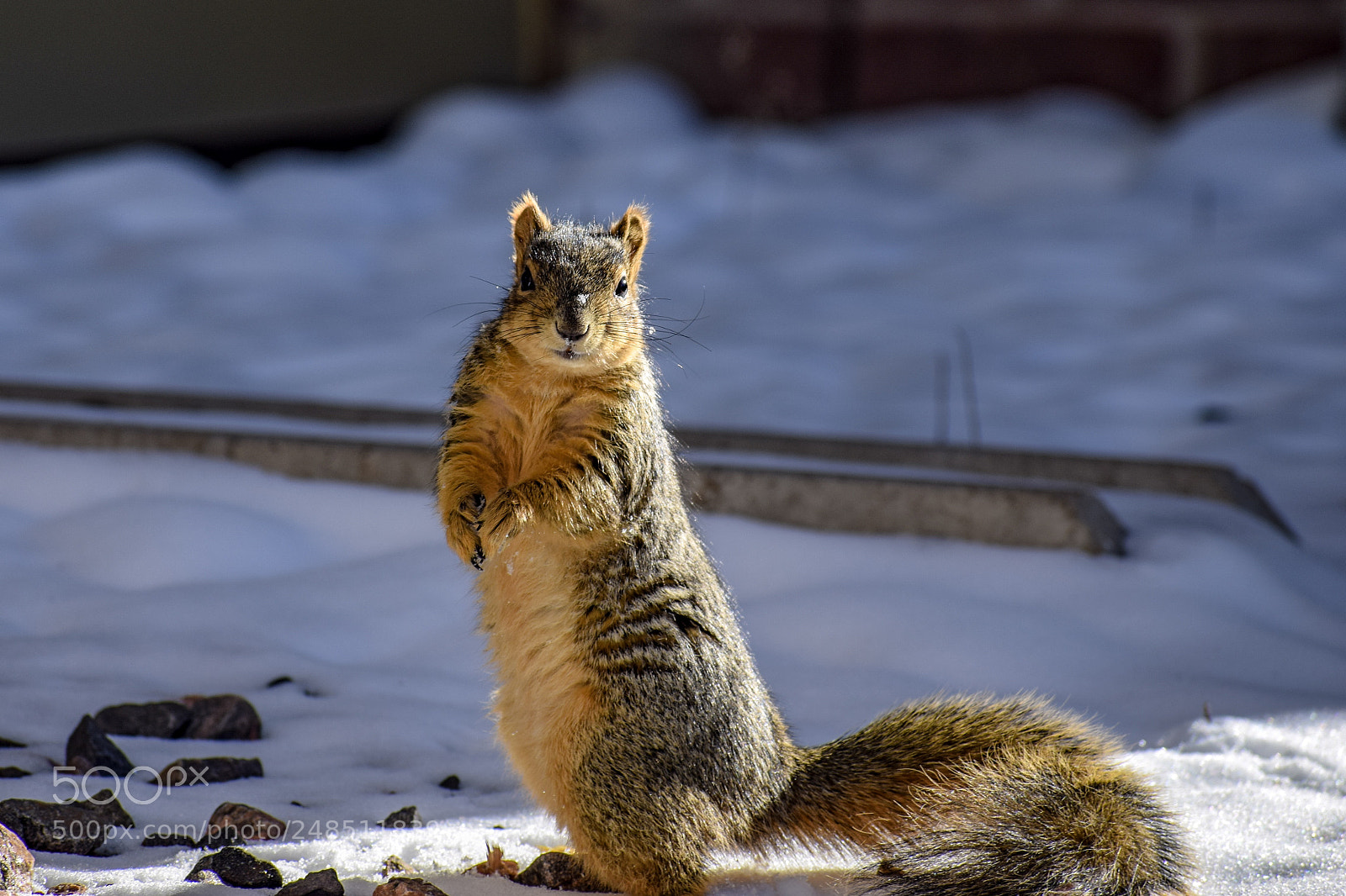 Nikon D5300 sample photo. Who is there?? photography