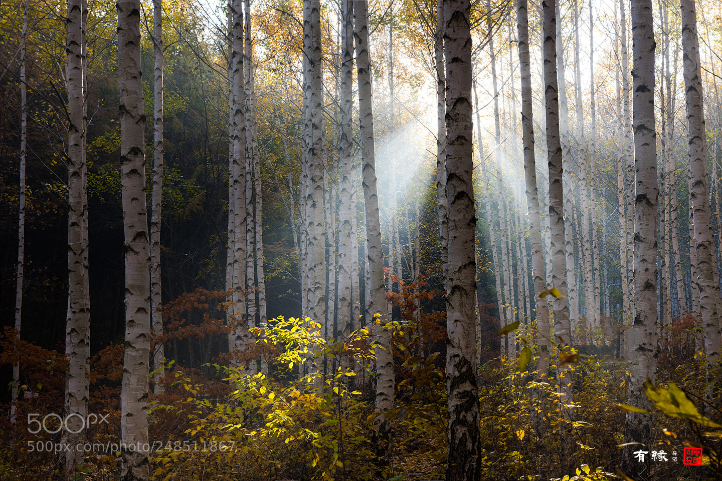 Nikon D810 sample photo. . photography