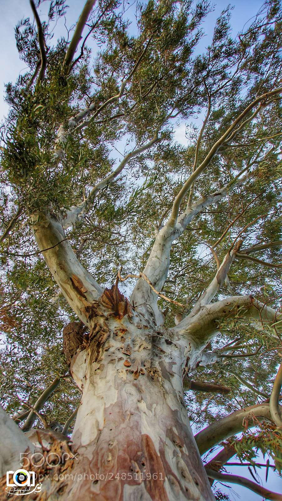 Sony SLT-A77 sample photo. Calythos tree photography