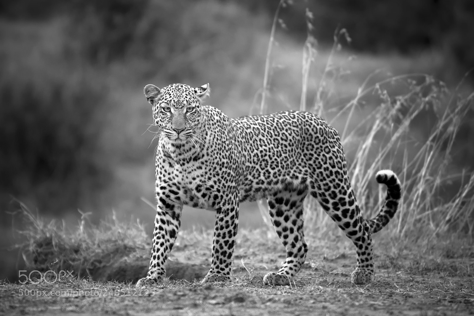 Nikon D500 sample photo. Majestic leopard photography