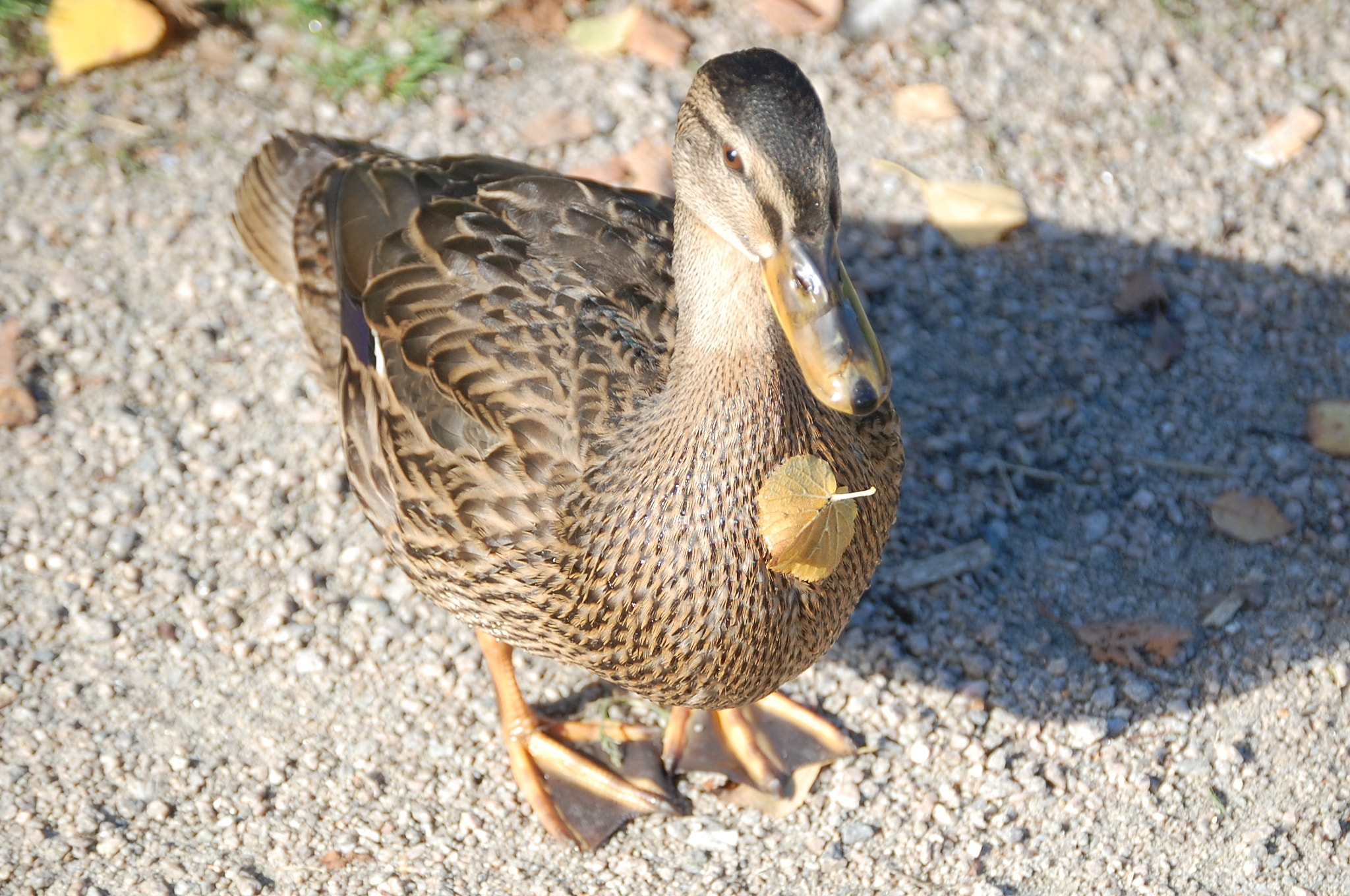 Nikon D40 sample photo