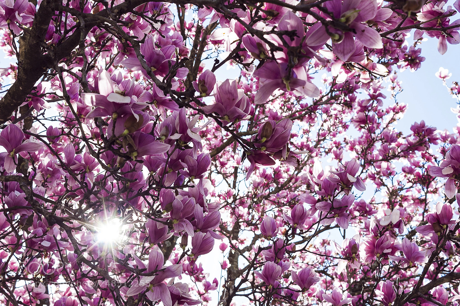 Canon EOS 1200D (EOS Rebel T5 / EOS Kiss X70 / EOS Hi) sample photo. Blooming magnolia photography