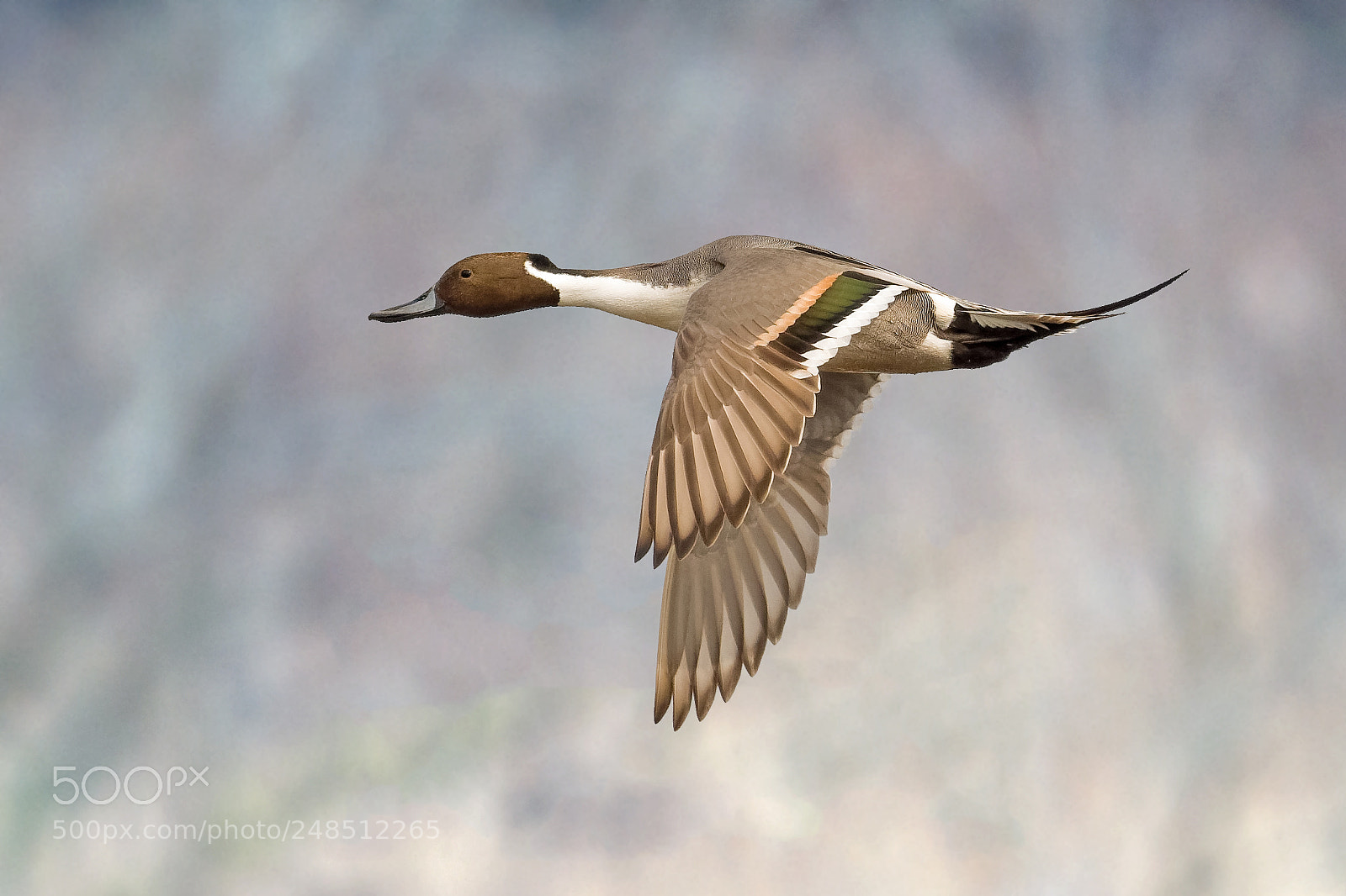 Nikon D500 sample photo. Northern pintail photography