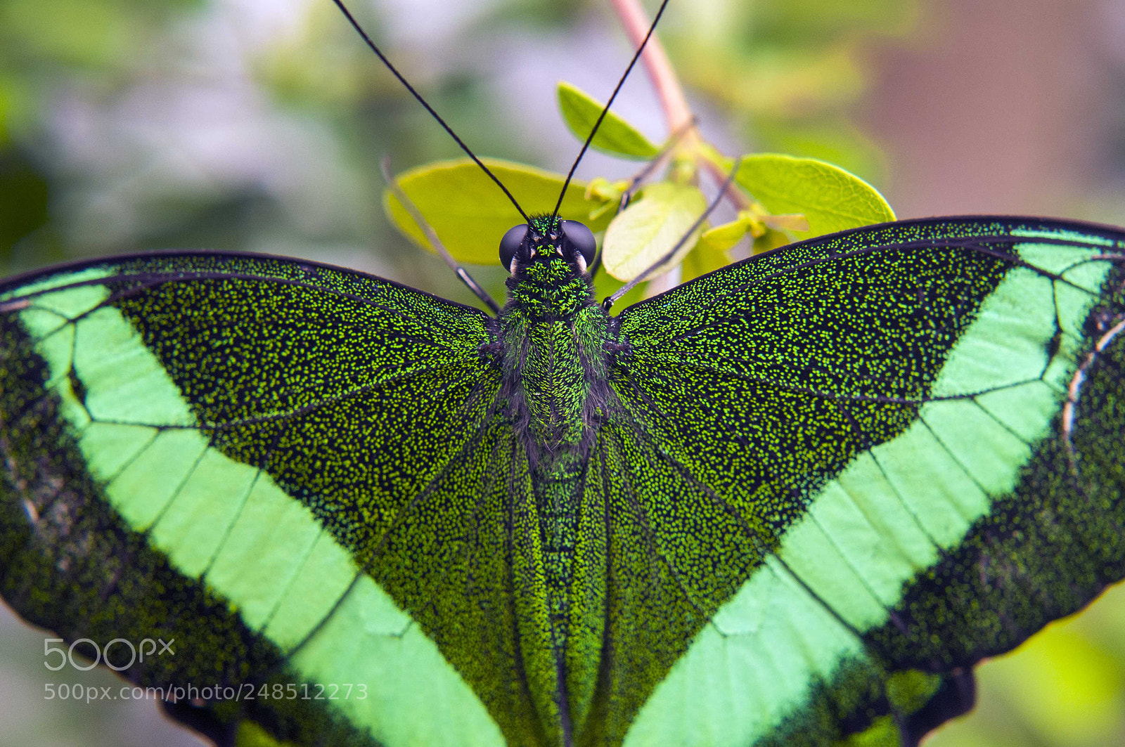 Nikon D300 sample photo. Emerald swallowtail photography