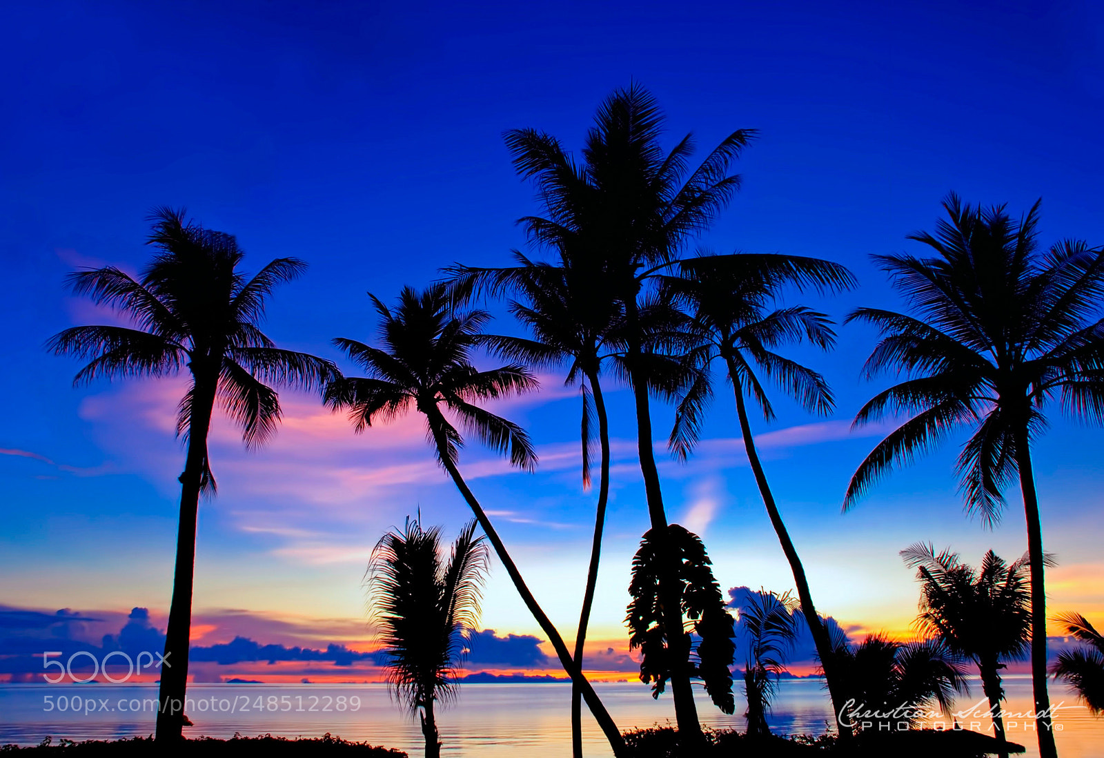 Nikon D80 sample photo. Blue hour palm trees photography