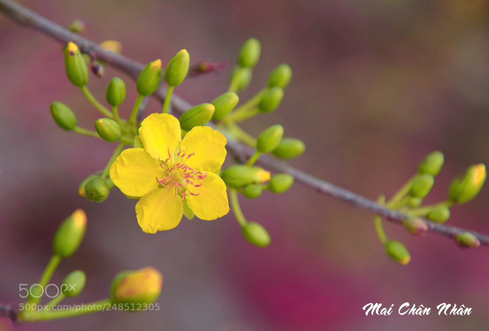 Nikon D600 sample photo. Hoa mai photography