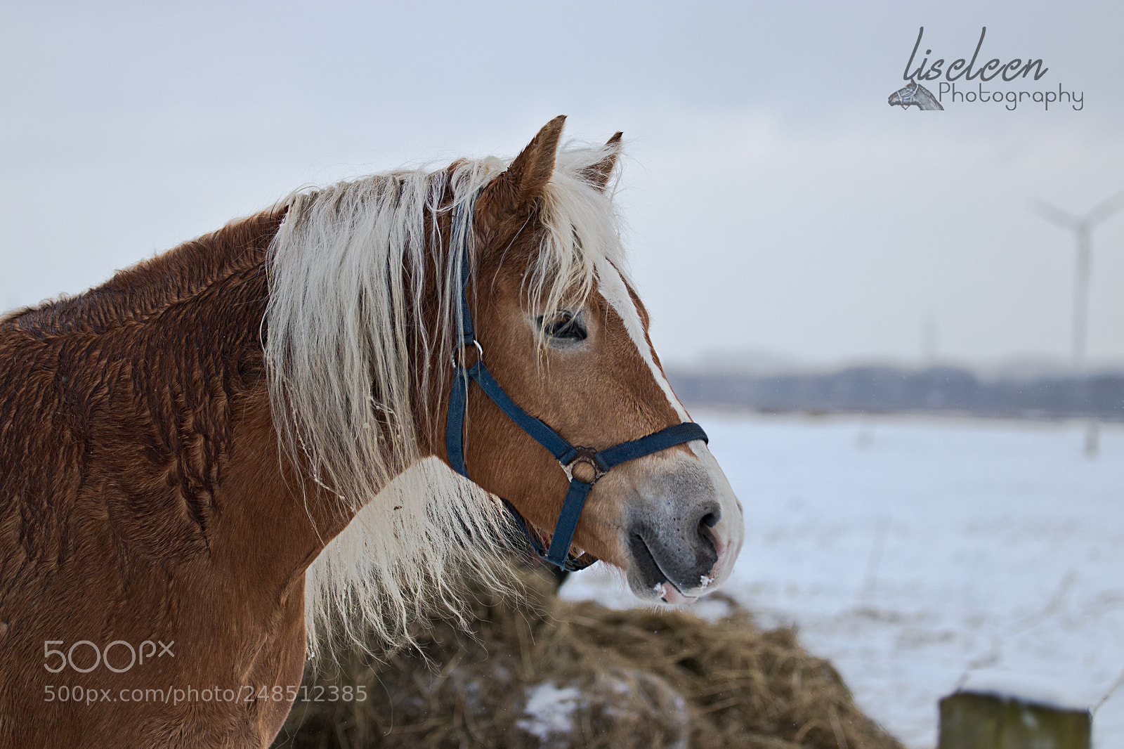 Canon EOS 80D sample photo. Haflinger stute im schnee photography