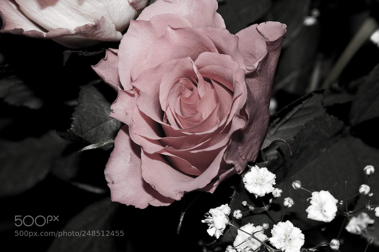 Canon EOS 400D (EOS Digital Rebel XTi / EOS Kiss Digital X) sample photo. Muted pink rose photography