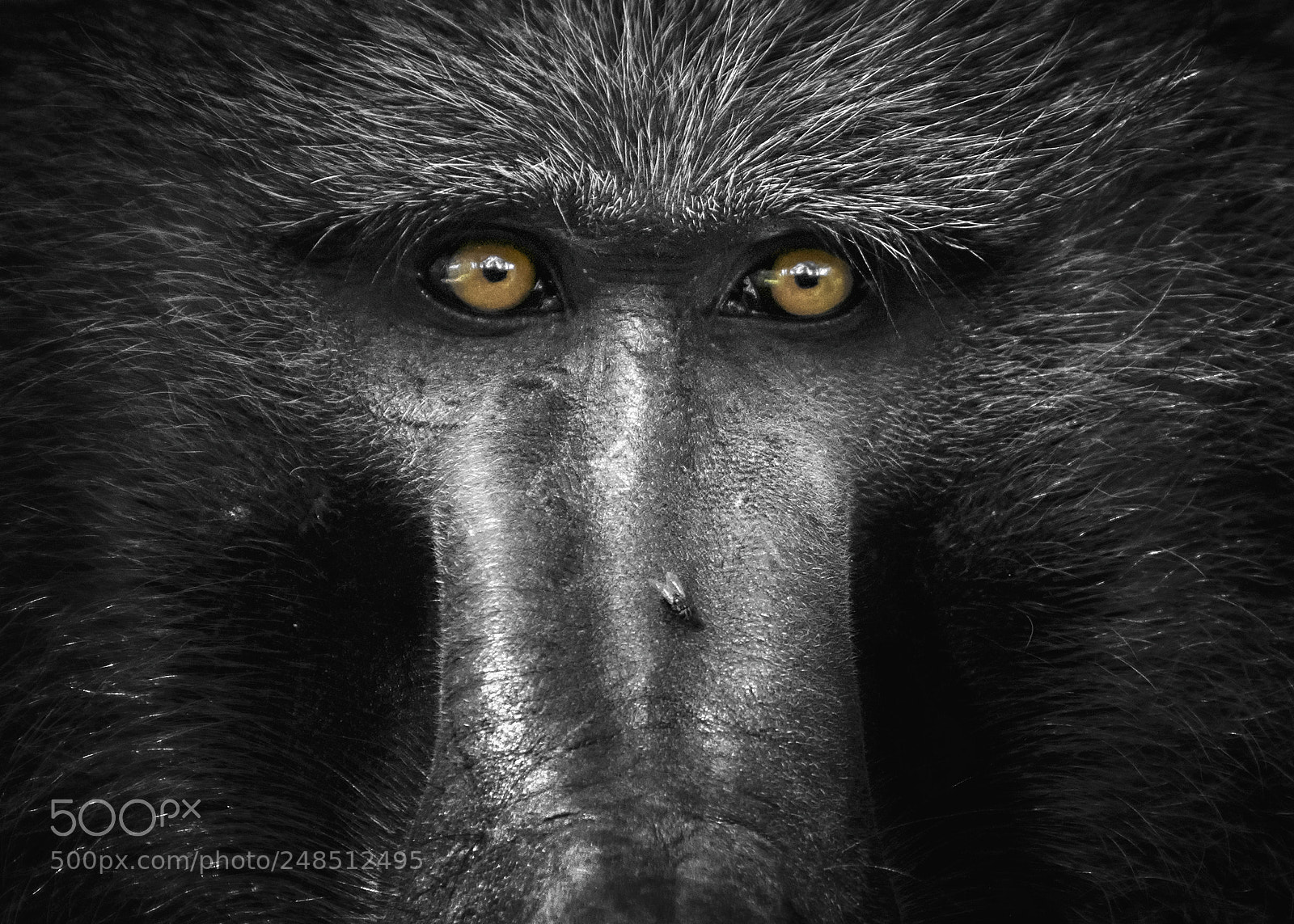 Nikon D500 sample photo. The baboon photography
