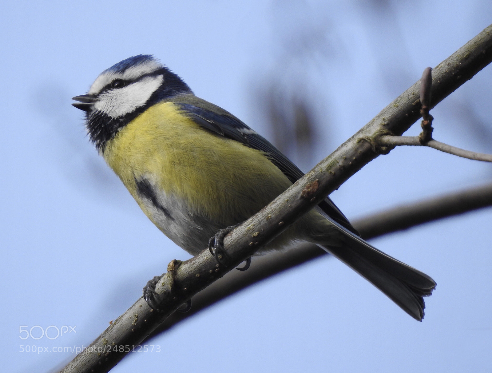 Nikon Coolpix P900 sample photo. Blue tit  photography
