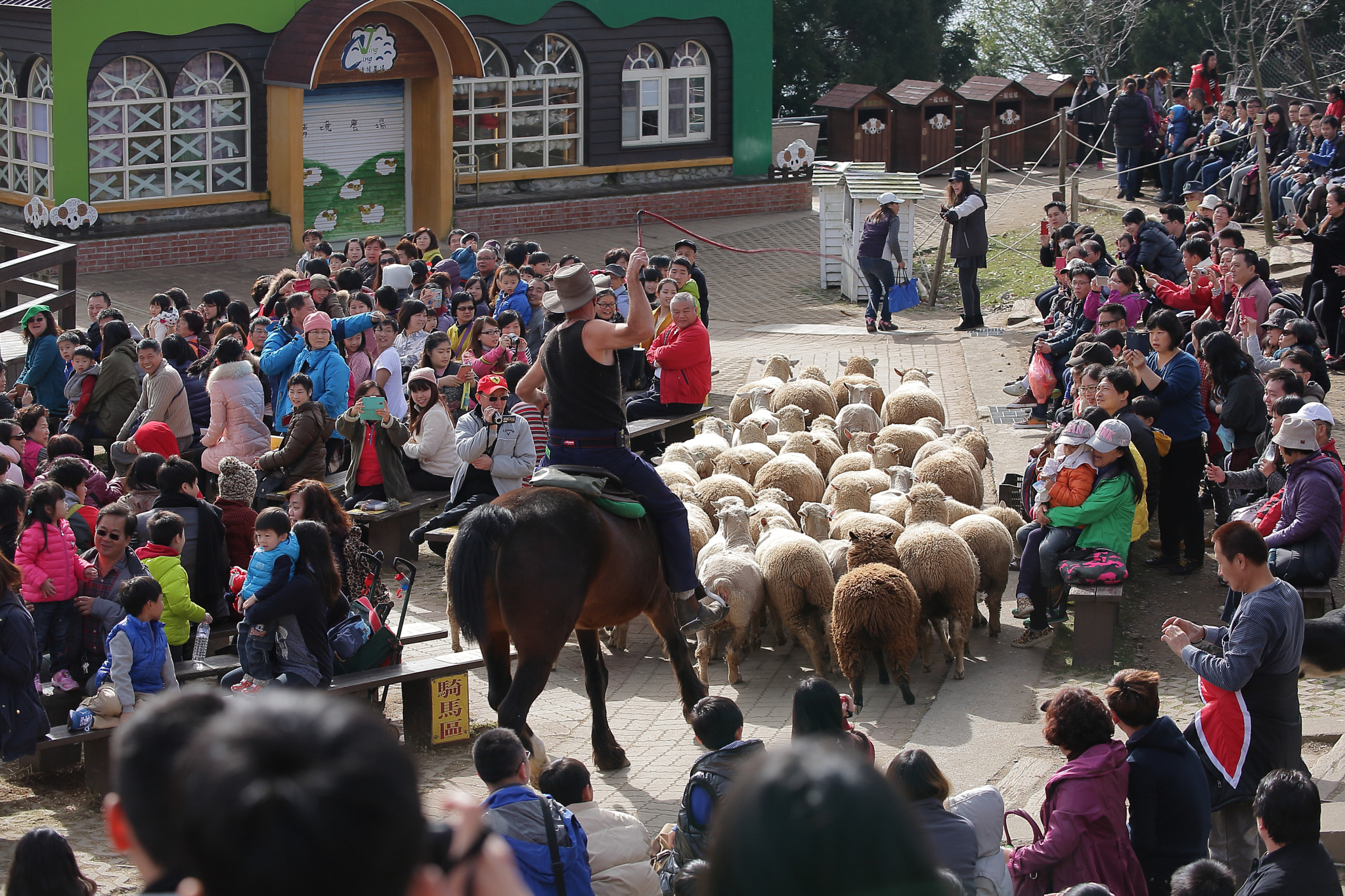 Canon EOS 5D + Canon EF 80-200mm f/2.8L sample photo. Sheep photography