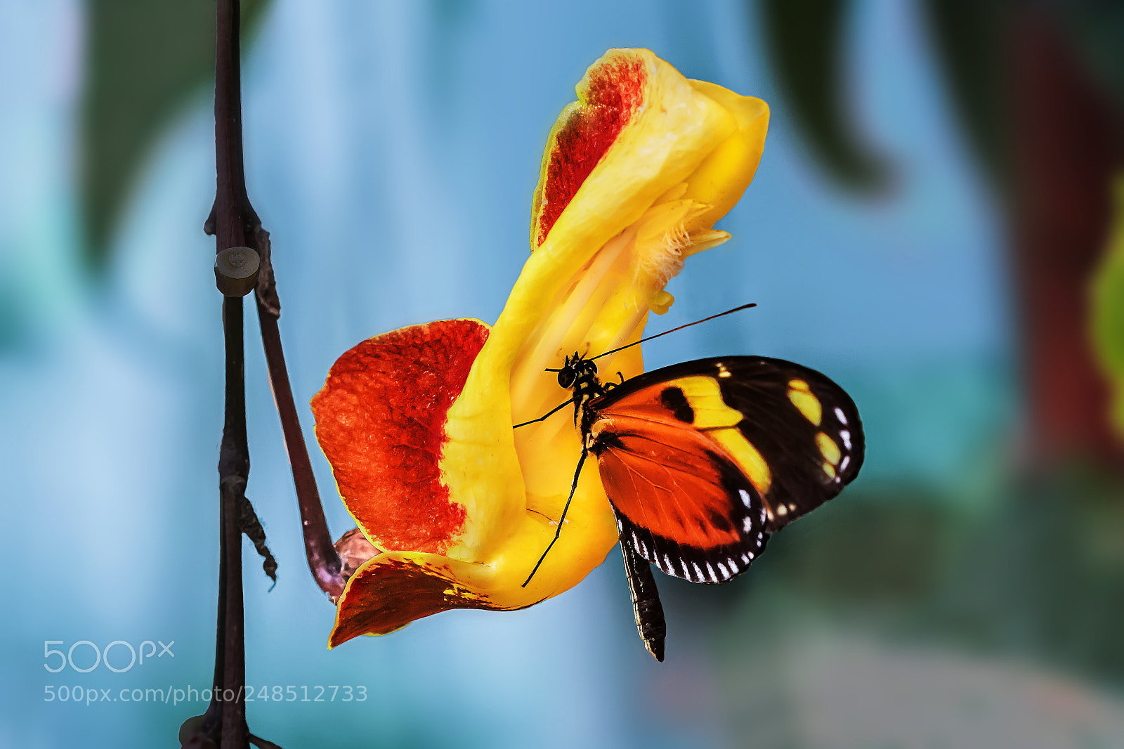 Canon EOS 700D (EOS Rebel T5i / EOS Kiss X7i) sample photo. Mariposa y orquidea photography