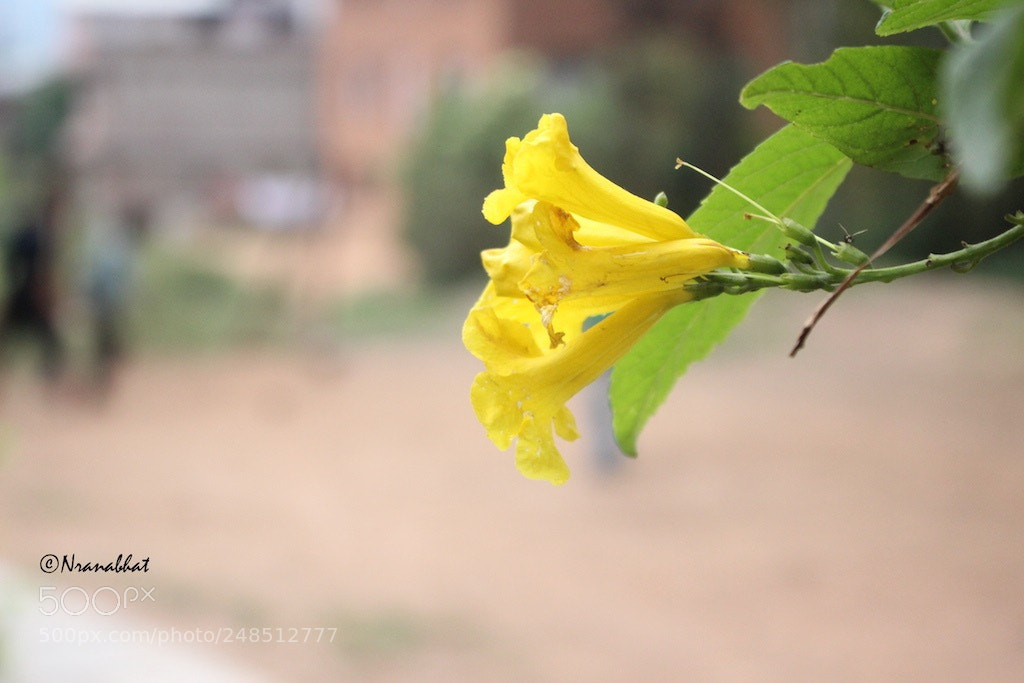 Canon EOS 600D (Rebel EOS T3i / EOS Kiss X5) sample photo. #flower photography
