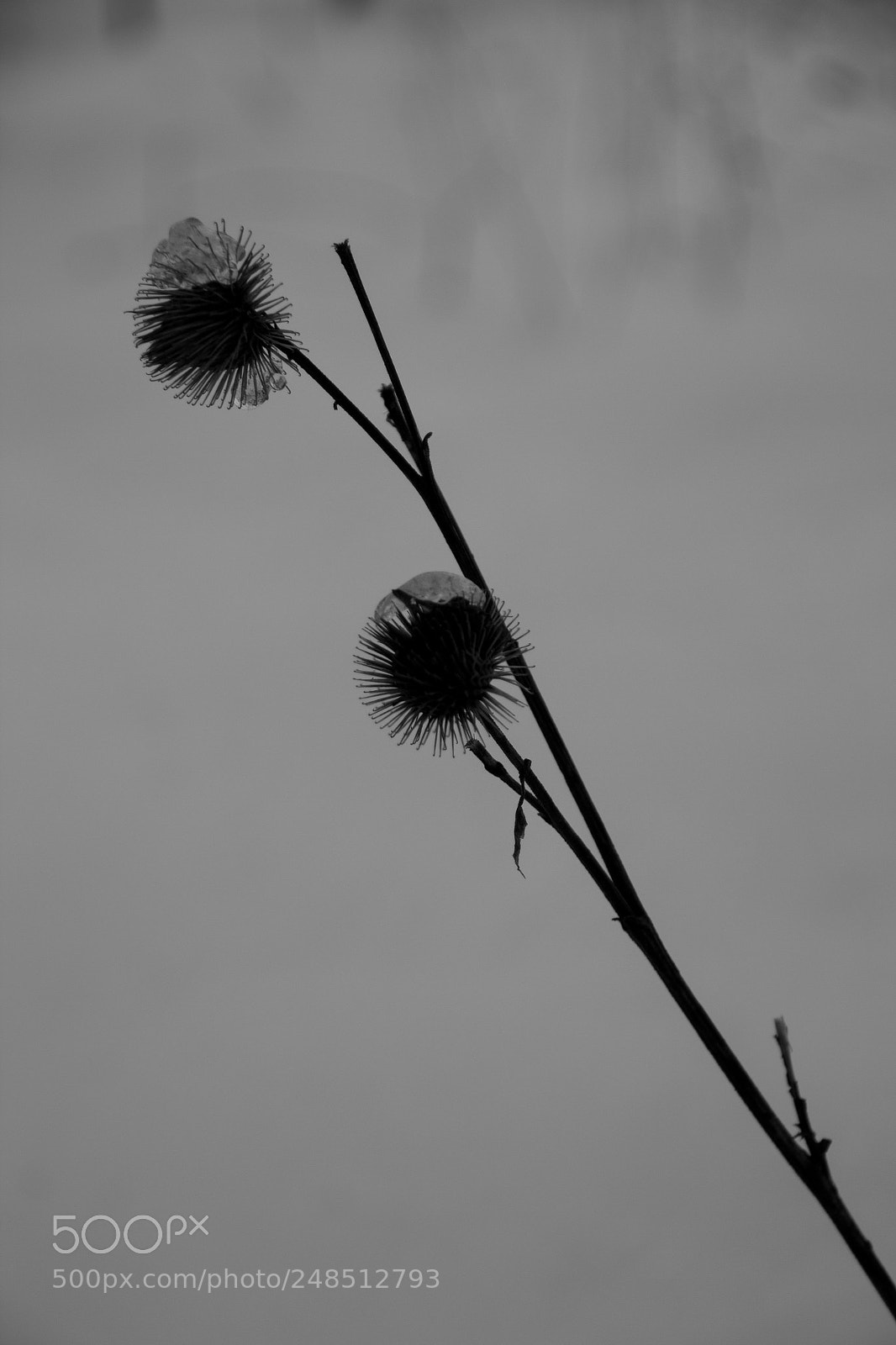 Canon EOS 60D sample photo. Burdock. photography