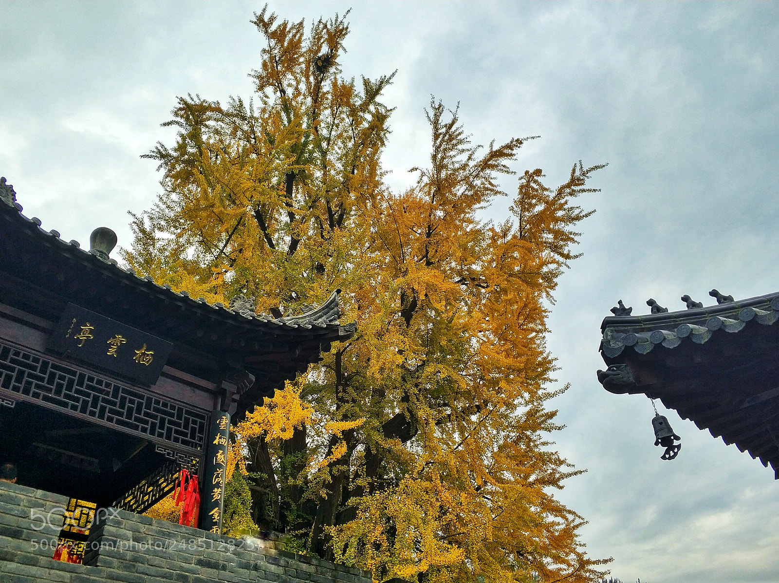 Xiaomi MI6 sample photo. Ginko photography