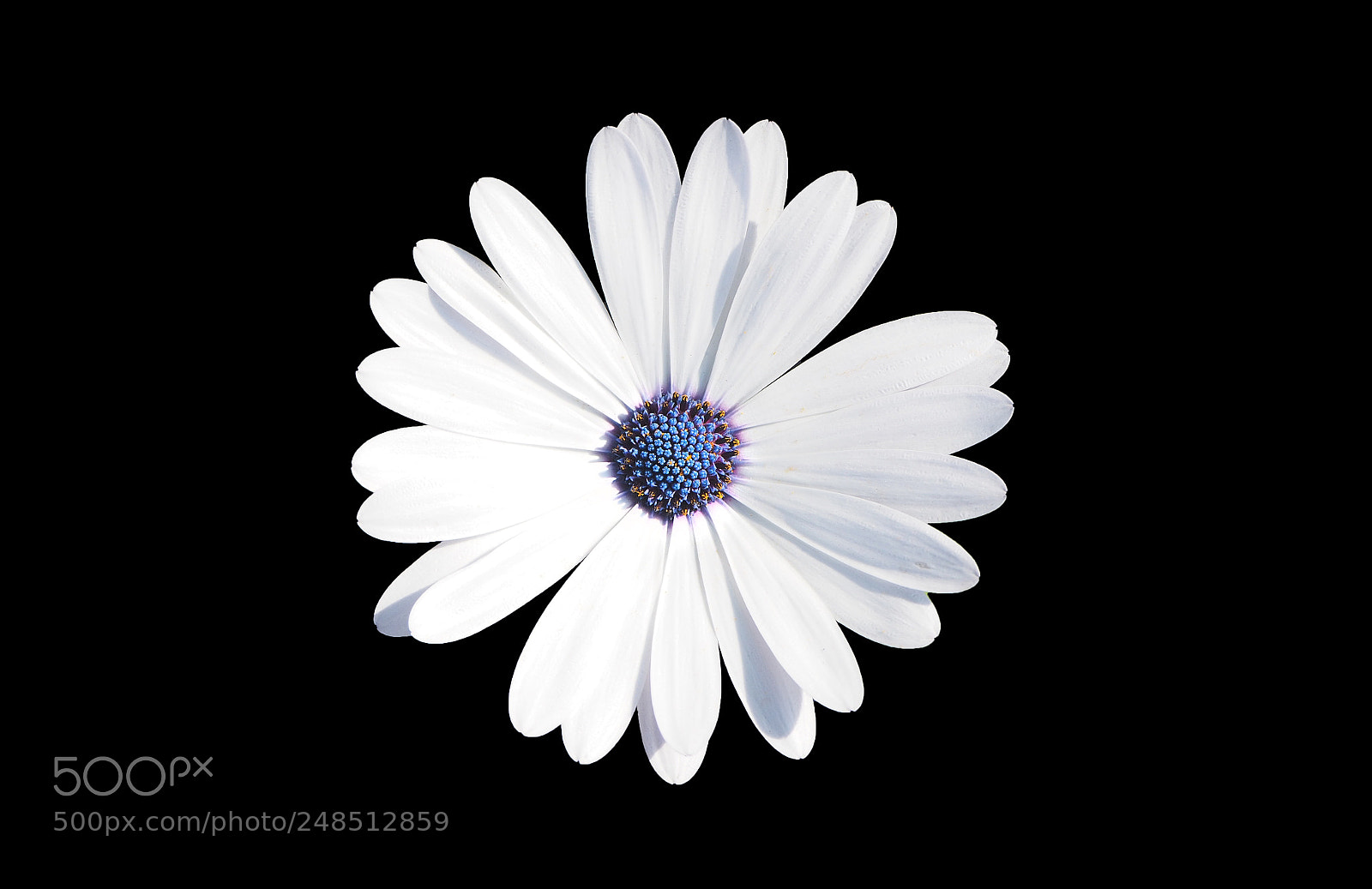 Olympus OM-D E-M10 II sample photo. Floral art photography