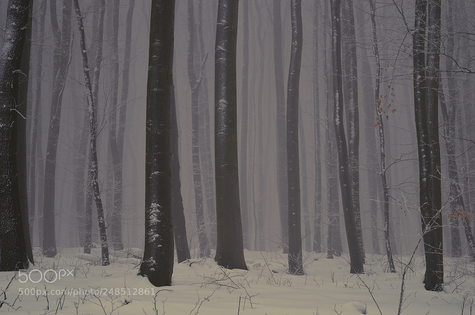 Nikon D3200 sample photo. Silent forest photography
