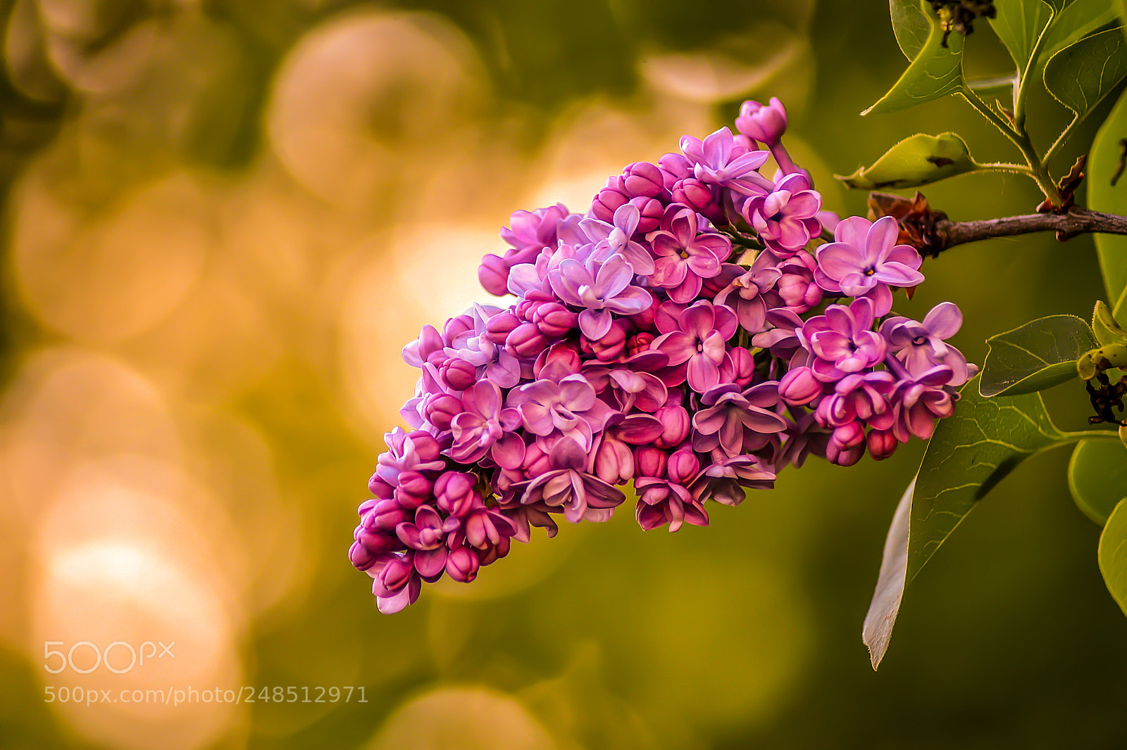 Nikon D3100 sample photo. Lilac photography