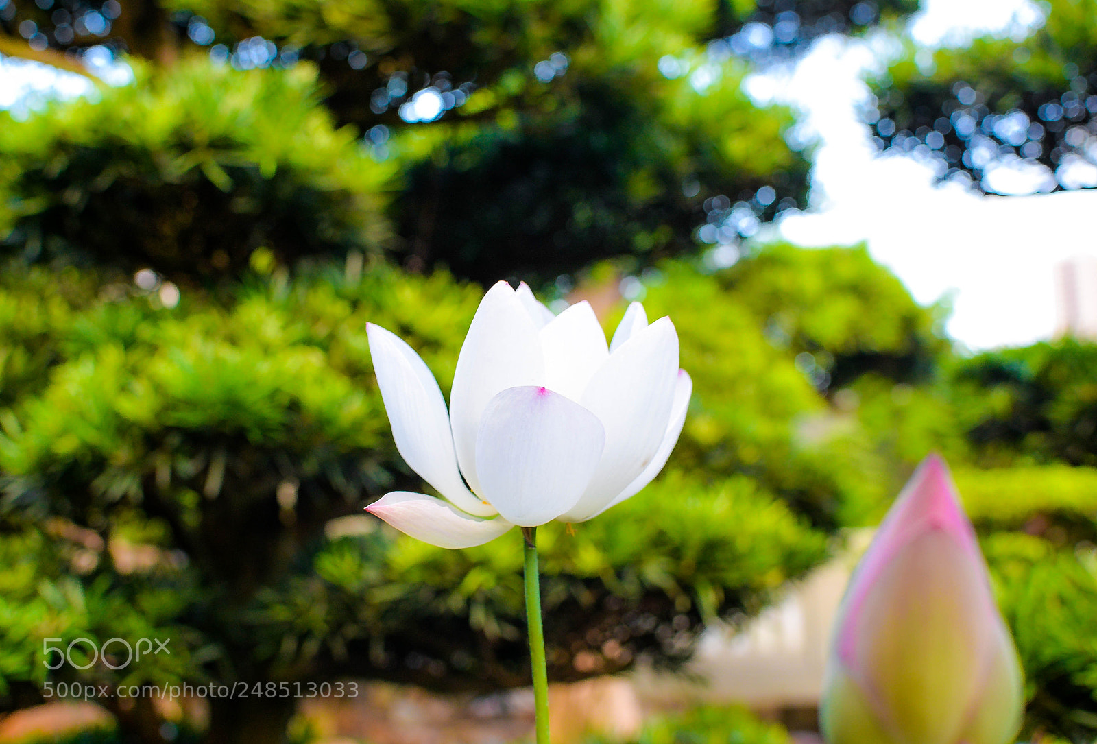 Nikon D610 sample photo. Beauty of hong kong photography