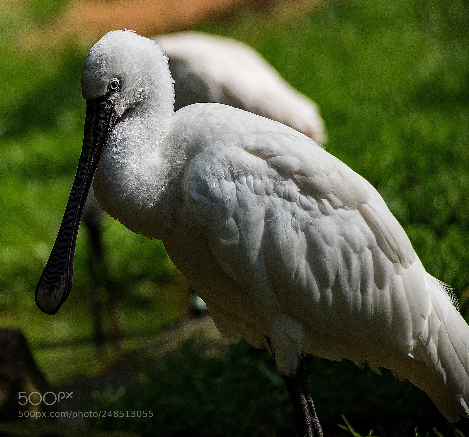 Pentax K-1 sample photo. Spoonbill photography