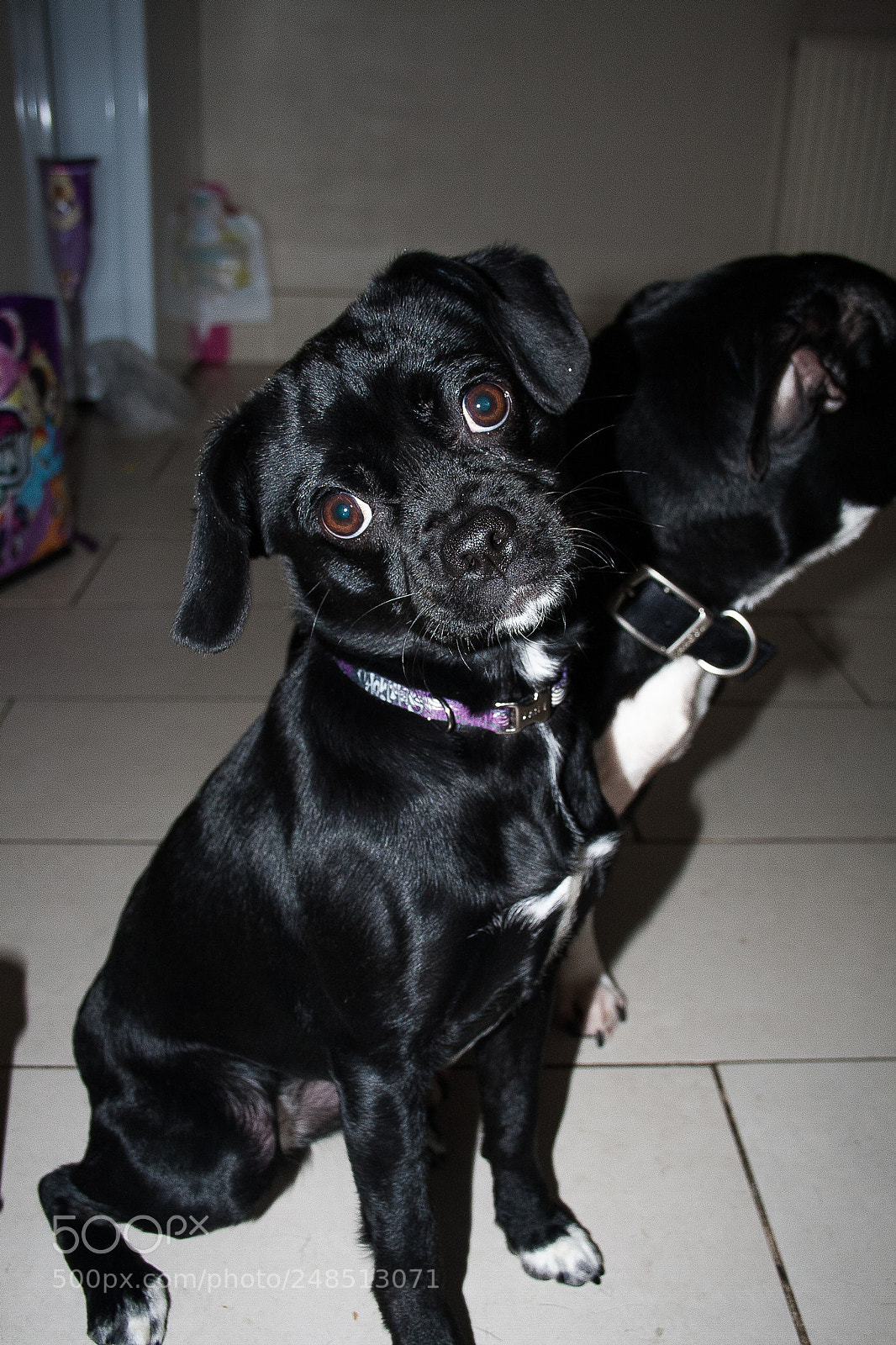 Canon EOS 400D (EOS Digital Rebel XTi / EOS Kiss Digital X) sample photo. Naughty jug puppy photography