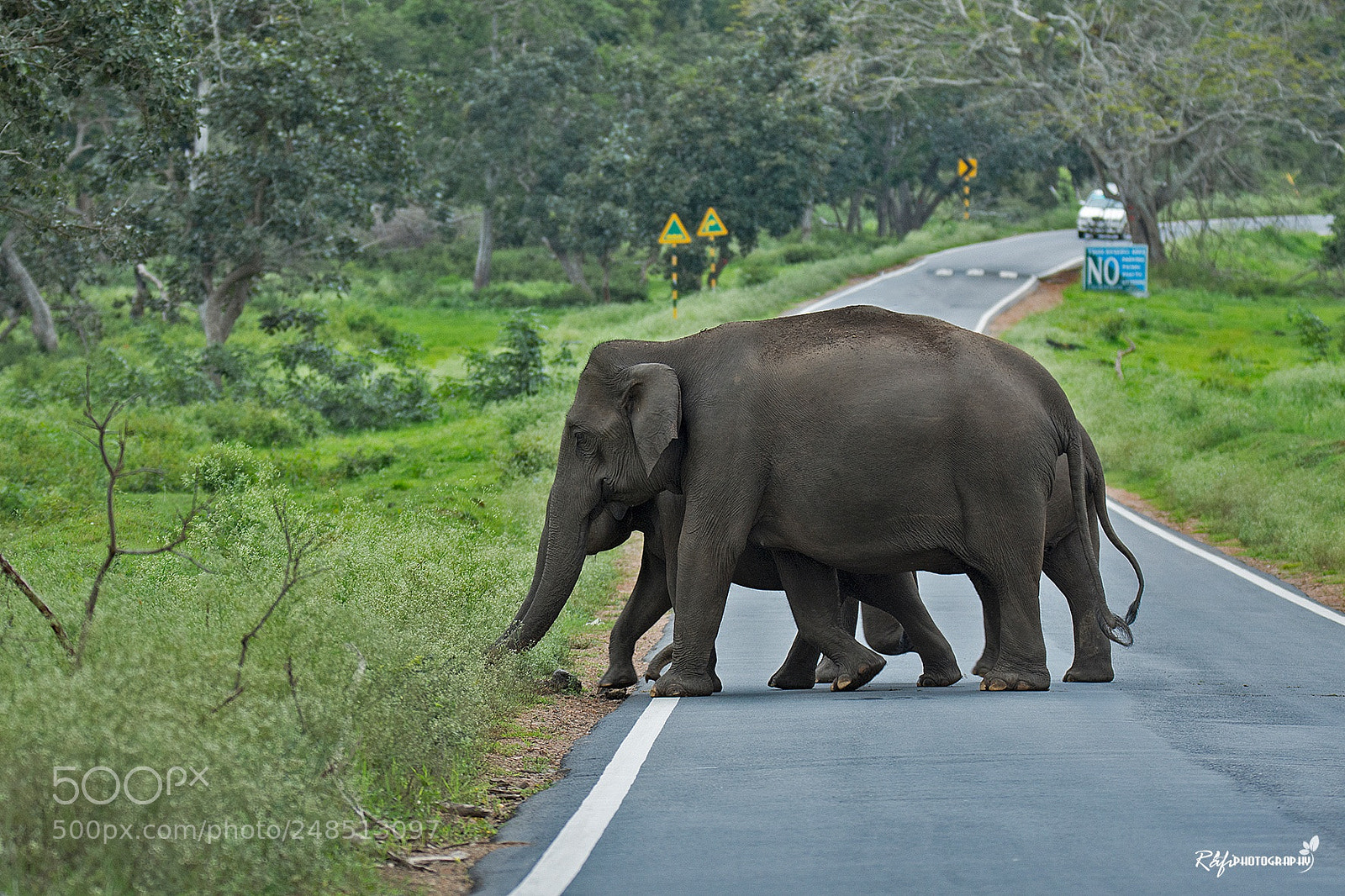 Nikon D7200 sample photo. Elephant crossing photography