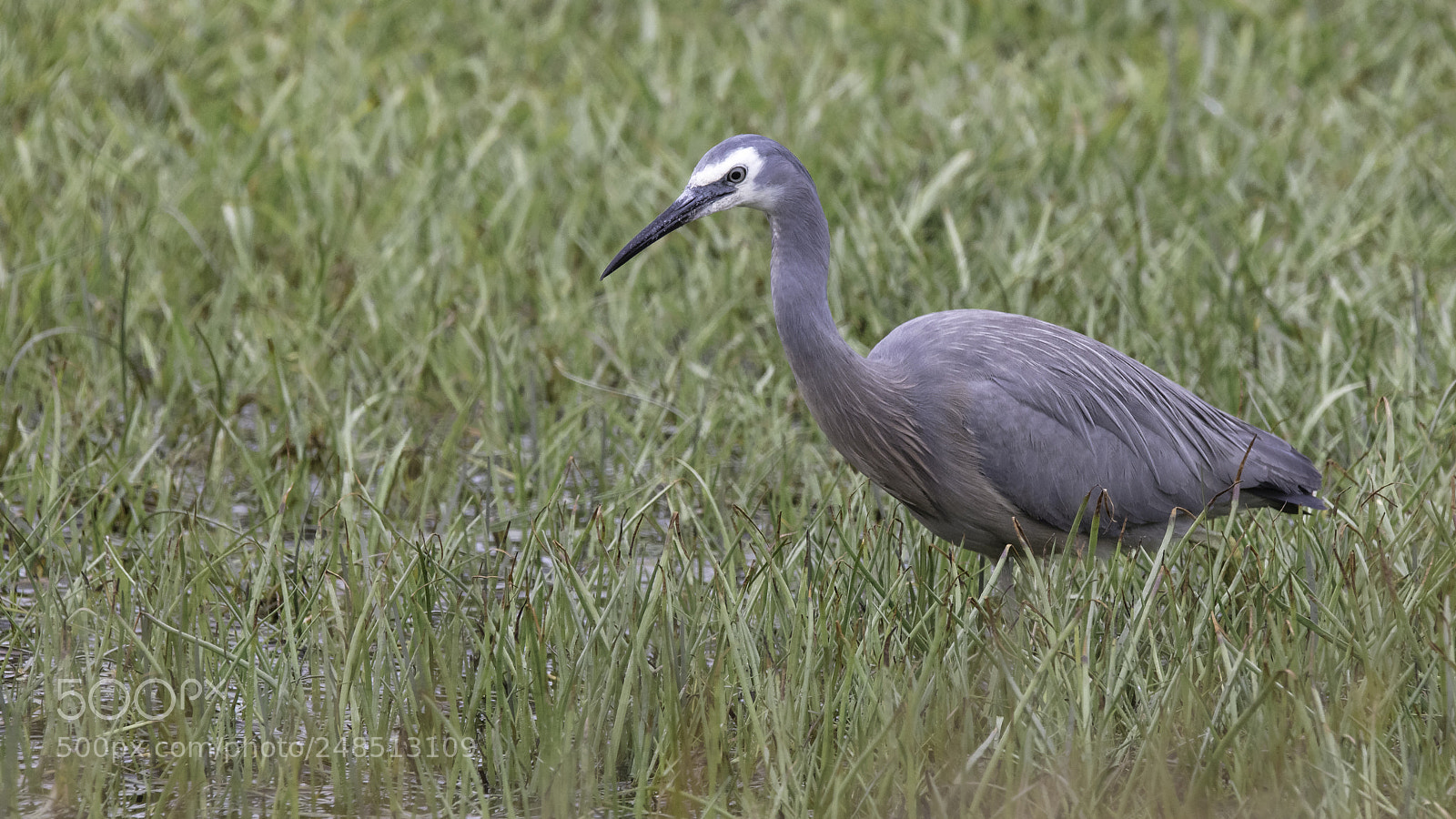 Canon EOS 5DS sample photo. White-faced heron photography