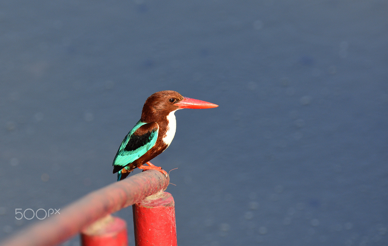 Nikon AF-S Nikkor 200-500mm F5.6E ED VR sample photo. Kingfisher photography