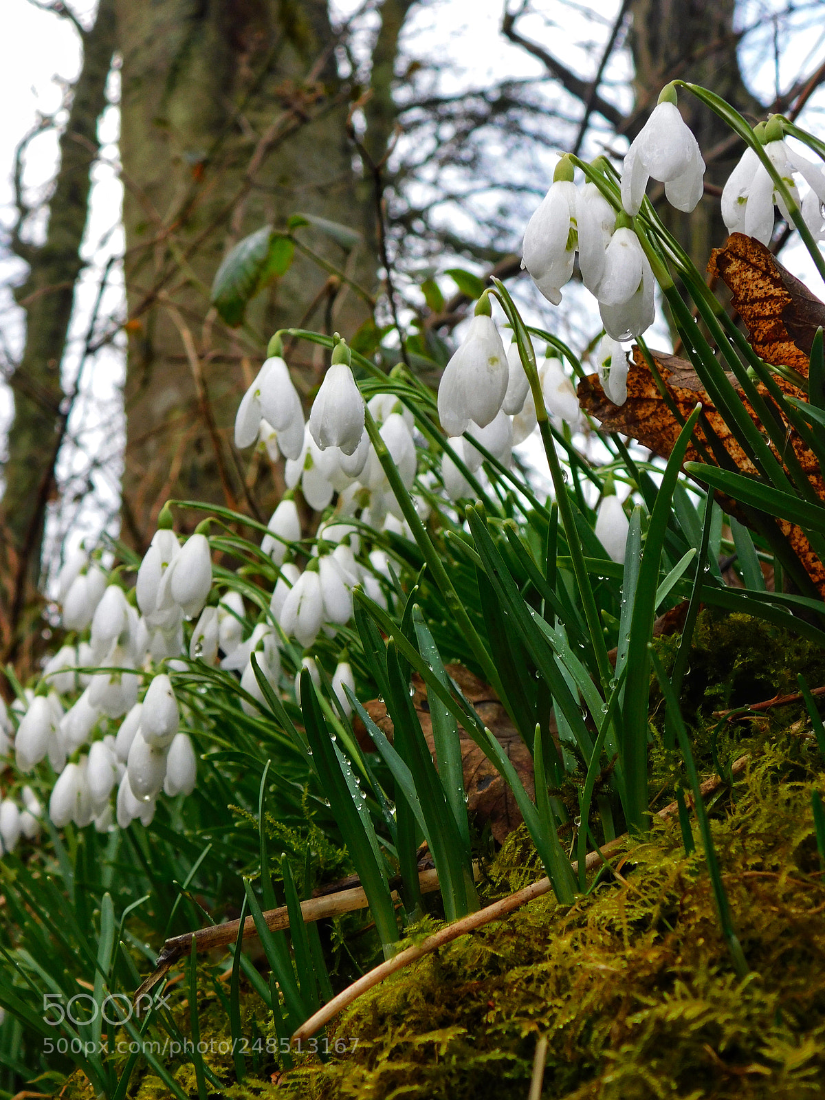 Nikon Coolpix B500 sample photo. Snowdrops photography