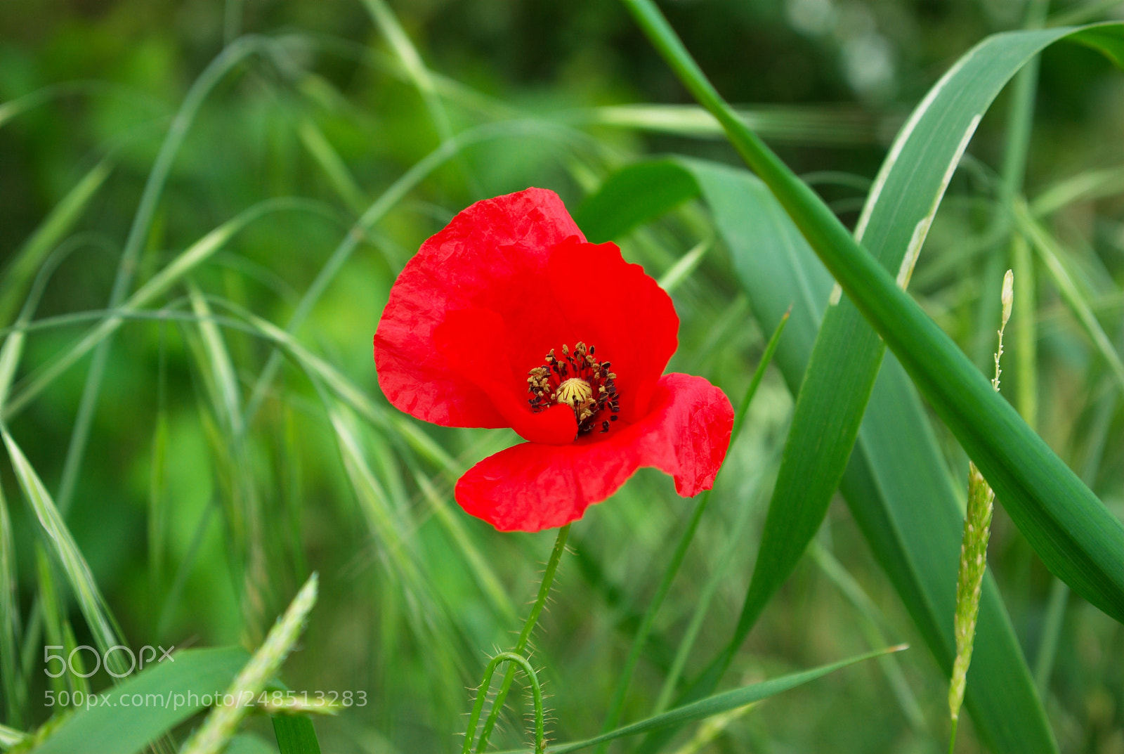 Pentax K10D sample photo. Untitled photography