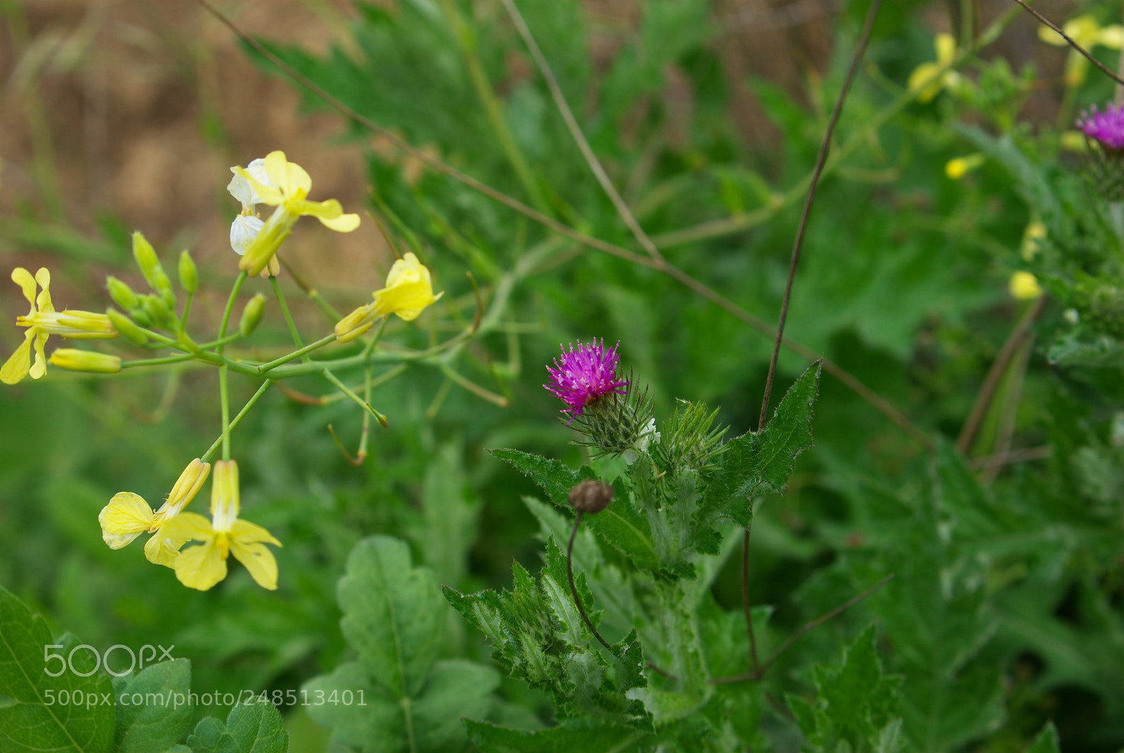 Pentax K10D sample photo. Untitled photography
