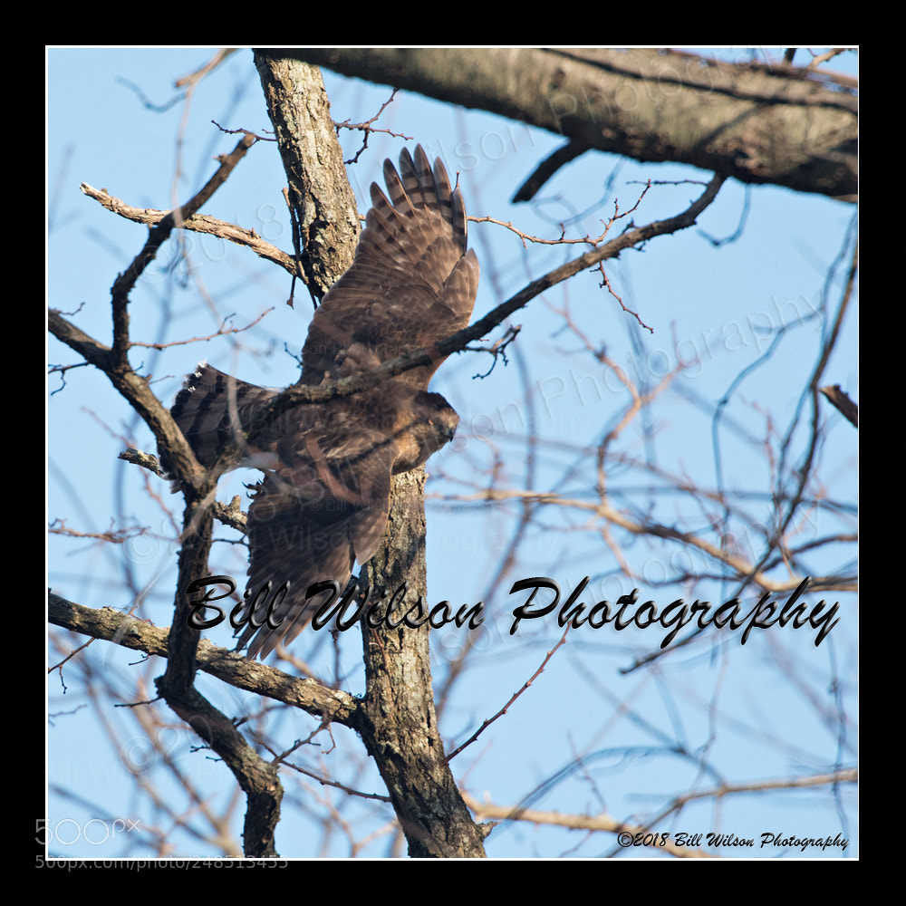 Nikon D500 sample photo. Through the trees photography
