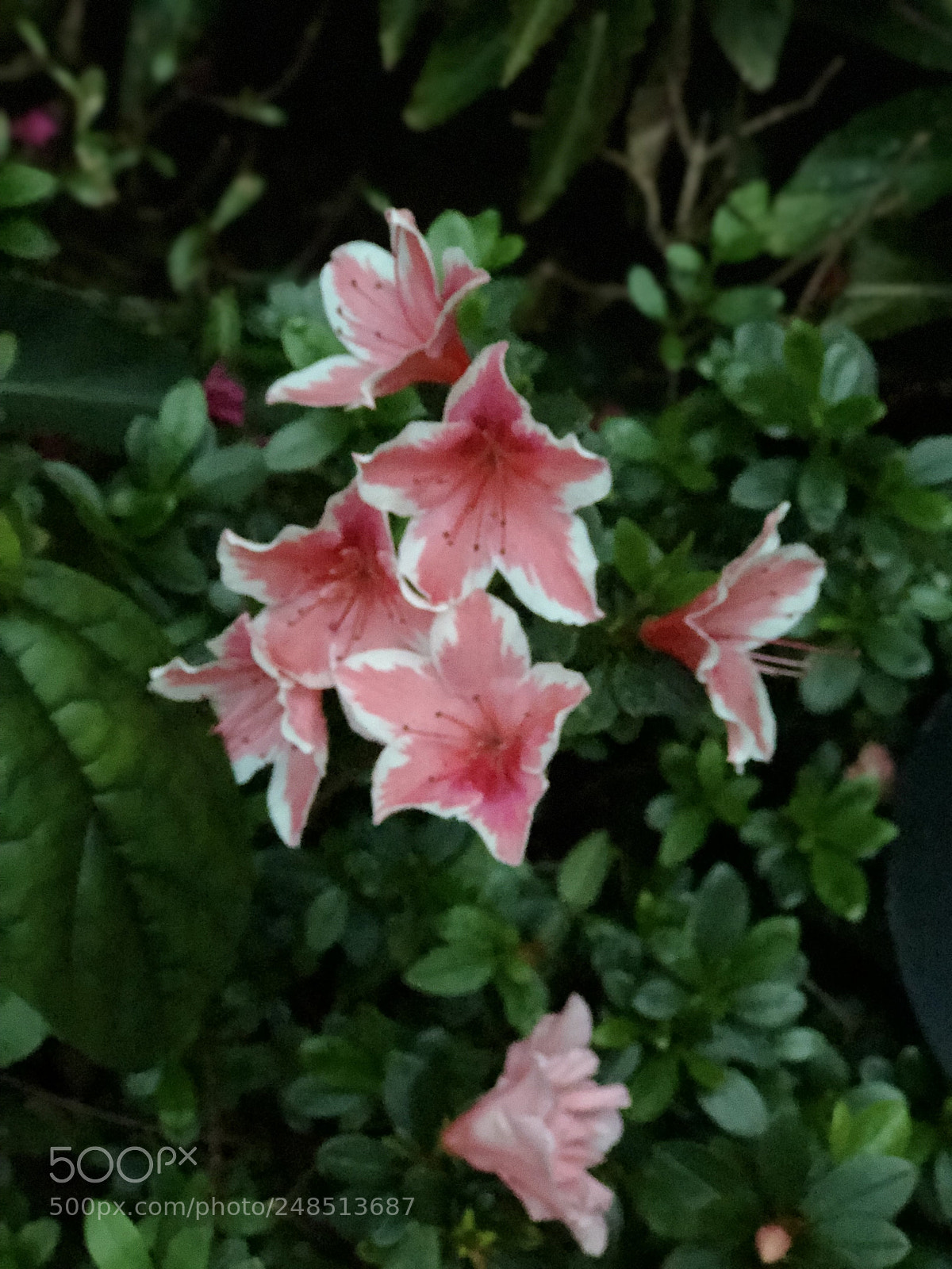 Apple iPhone 8 Plus sample photo. Untitled photography