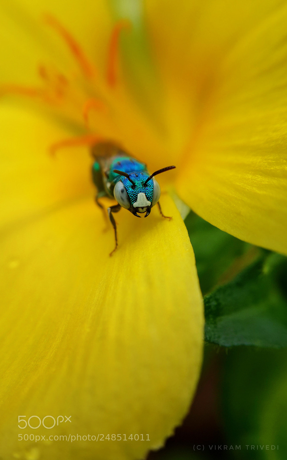 Samsung Galaxy S4 sample photo. Honey  photography