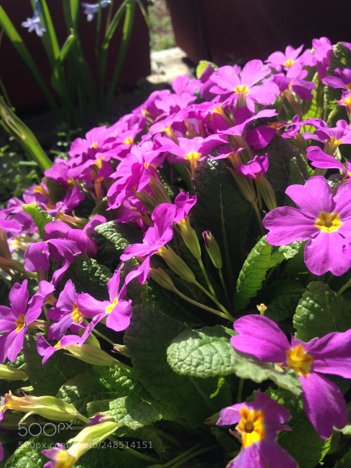 Apple iPhone 5 sample photo. Spring time photography