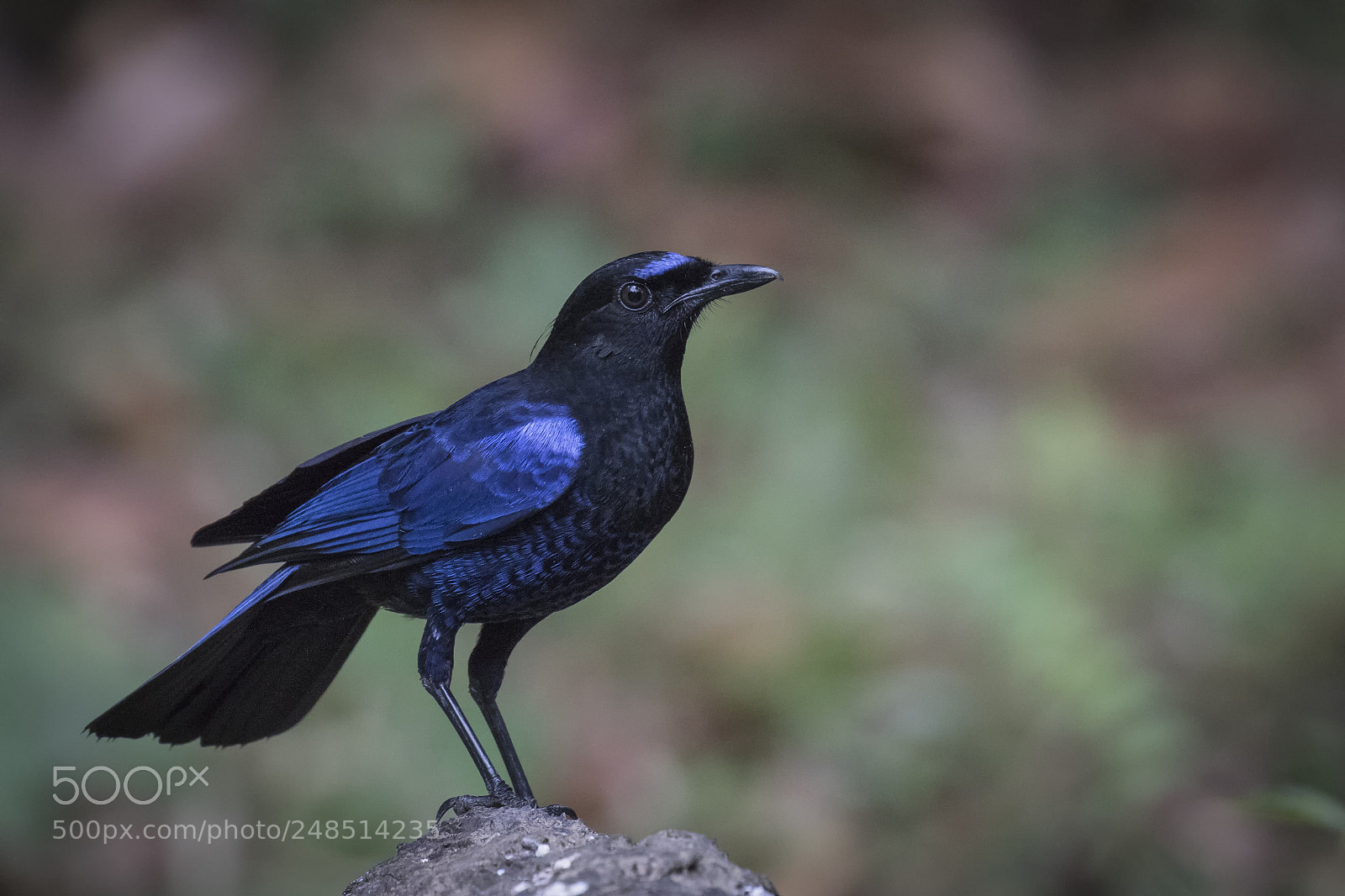 Canon EOS 7D Mark II sample photo. Black beauty photography