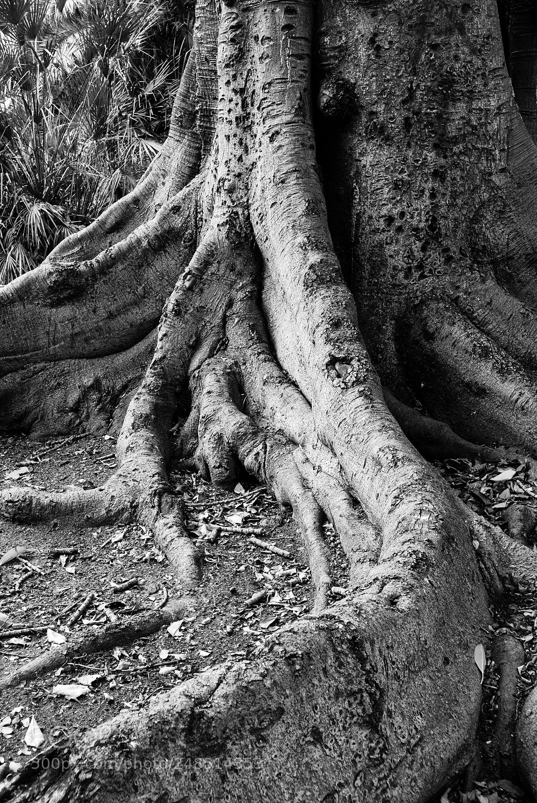 Panasonic Lumix DMC-LX100 sample photo. Roots photography
