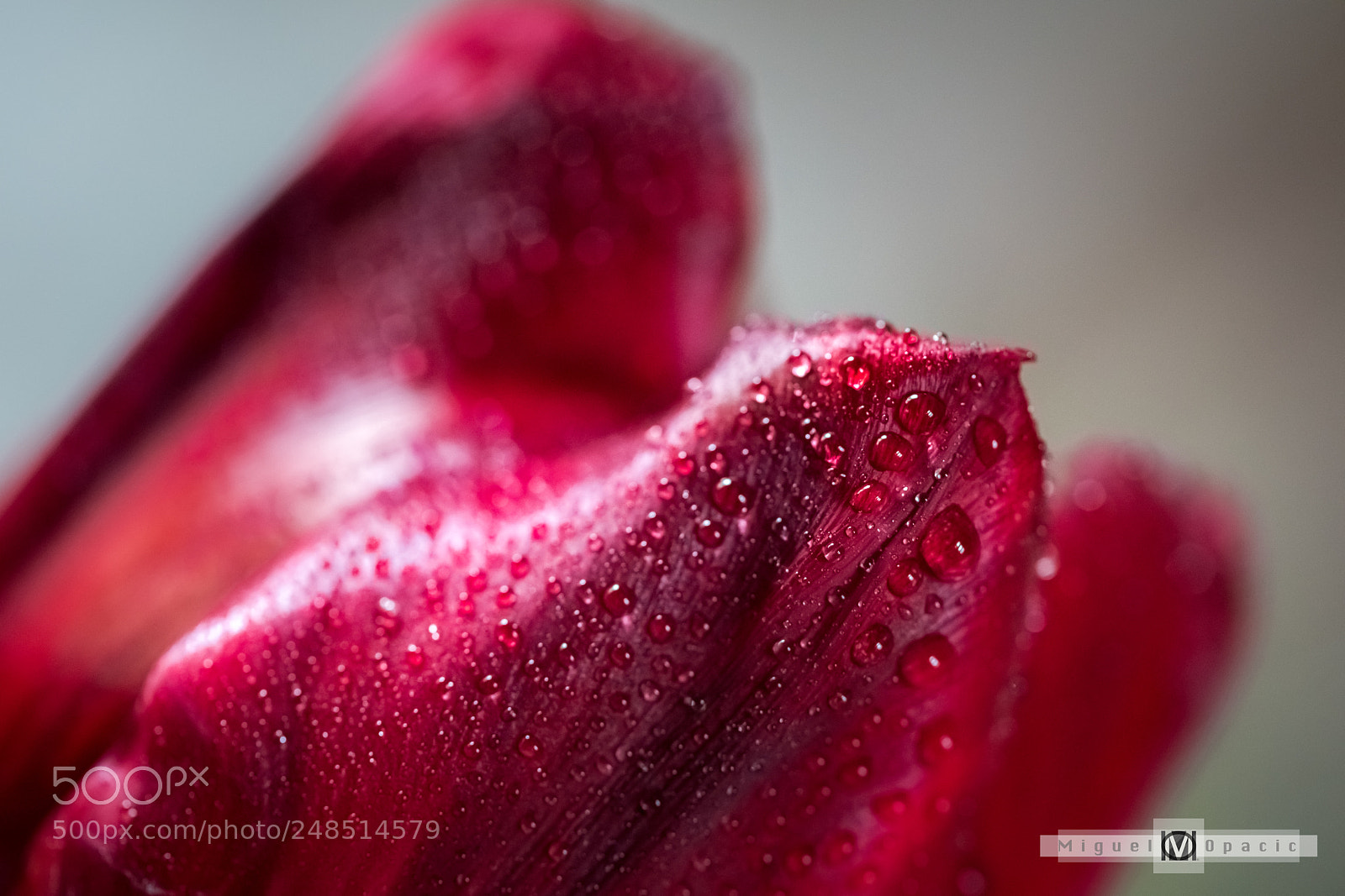 Nikon D850 sample photo. Drops photography